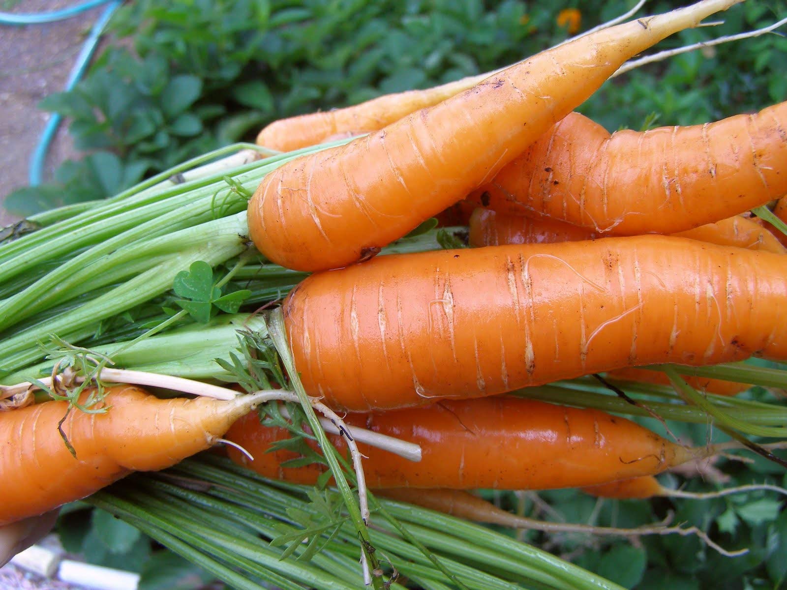 Organic Scarlet Nantes Heirloom Carrot Seeds - Non-GMO, Open Pollinated, Untreated Vegetable Seeds (1 oz) for Home Gardening & Sustainable Farming