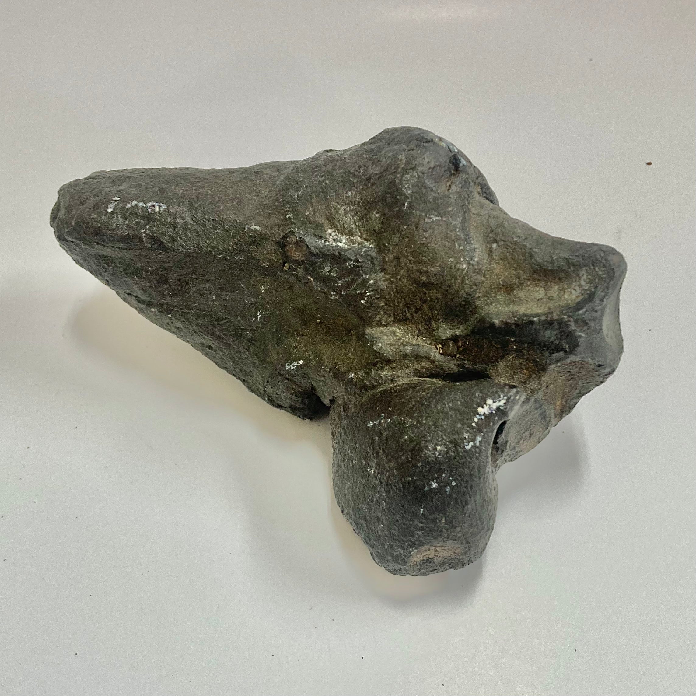 Authentic Whale Ear Bone Fossil - Genuine Collectible Marine Specimen for Science Enthusiasts & Home Decor | Perfect for Educational Displays, Ocean-Themed Decor, and Unique Gift Ideas