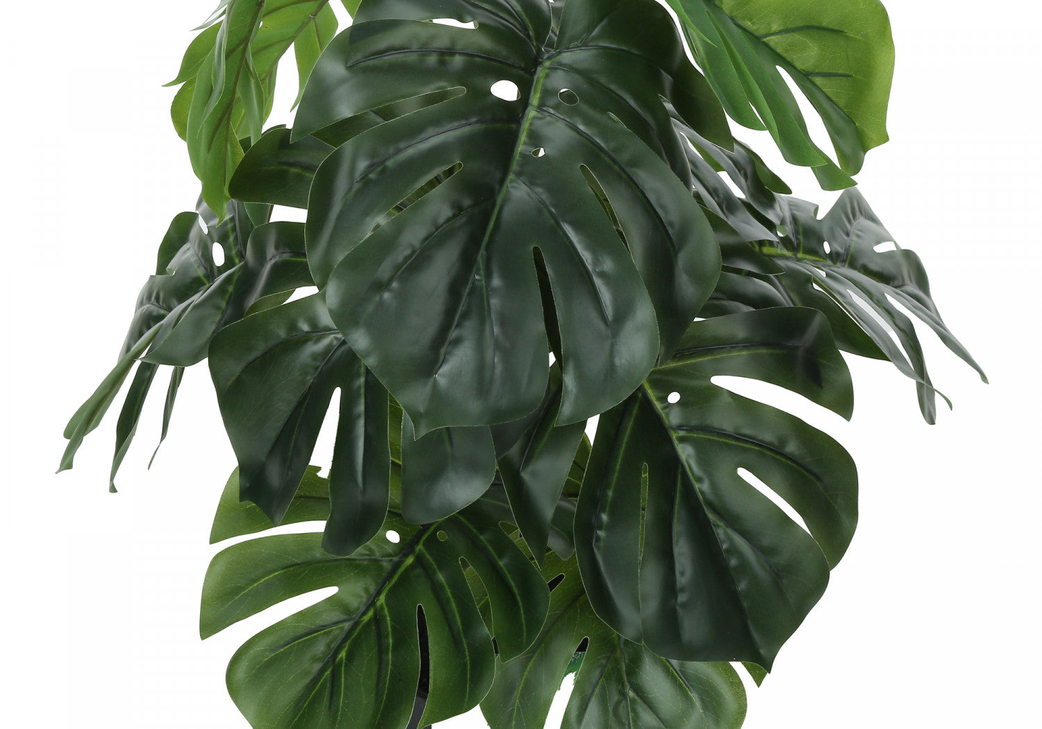 24 Inch Monstera Deliciosa Swiss Cheese Plant with 5 Black Nursery Pots - Indoor Tropical Houseplant for Home Office Decor, Living Room & Bedroom Greenery