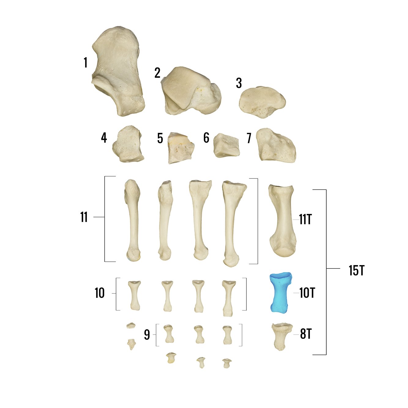 Real Human Foot Skeleton Model - Anatomically Accurate Individual Bones for Medical Study, Education & Display