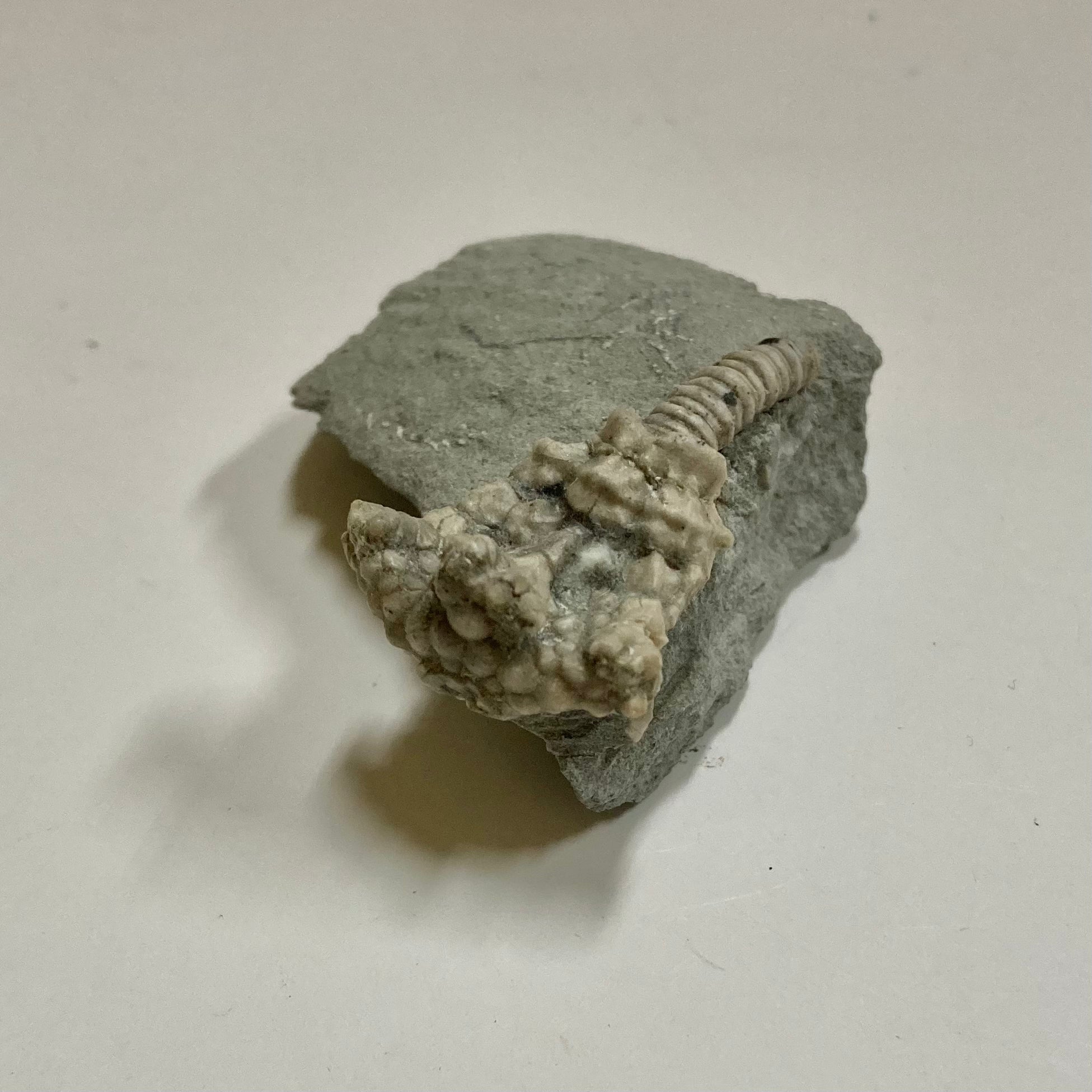 Fossil Crinoid Actinocrinites Gibsoni - Rare Marine Fossil for Collectors, Paleontology Enthusiasts & Home Decor | Perfect for Science Displays, Educational Gifts & Natural History Decorations