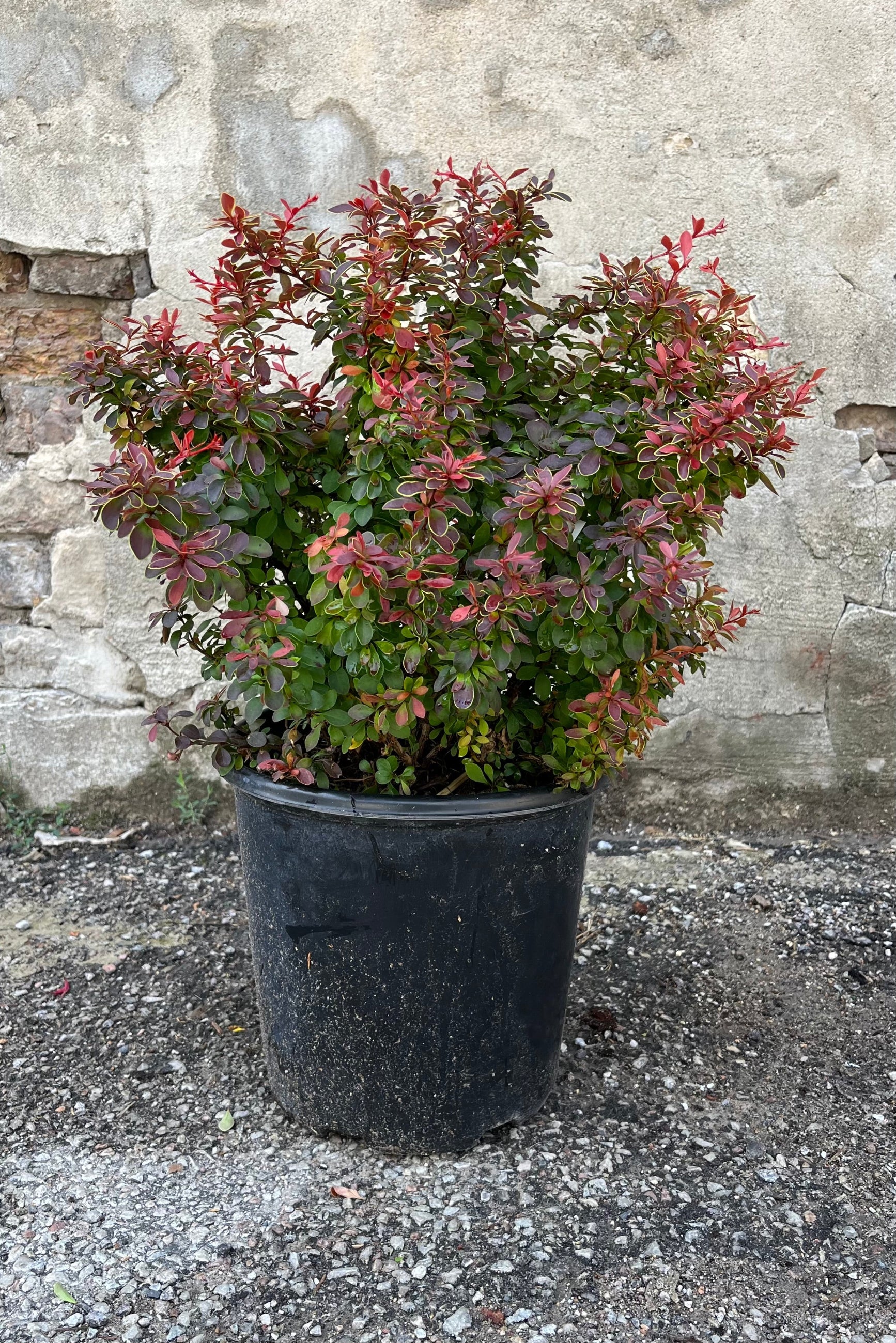 Berberis thunbergii 'Admiration' Japanese Barberry #2 Container - Perfect for Landscaping, Garden Borders & Drought-Tolerant Gardens