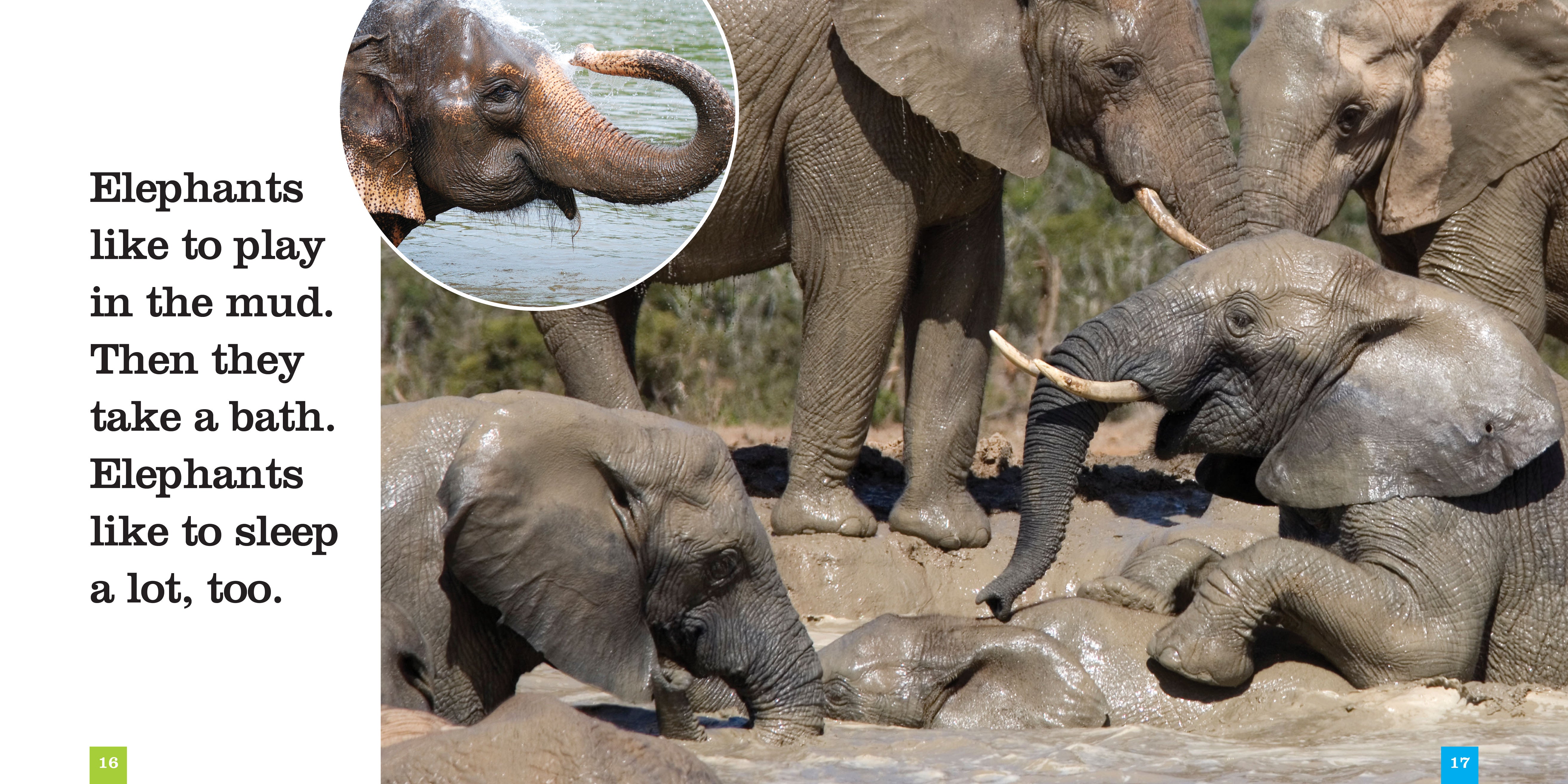 Elephants: A Fascinating Wildlife Book - ISBN 9781608182756 | Perfect for Nature Lovers & Animal Enthusiasts