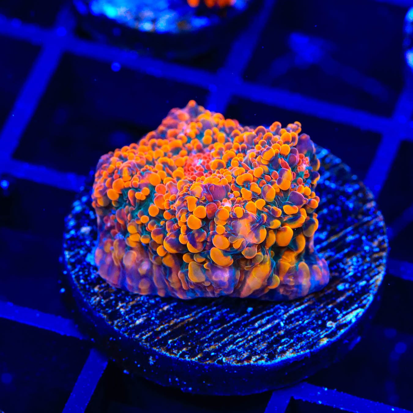 CC Cloudberry Chalice Coral - Premium Saltwater Aquarium Coral for Reef Tanks | Perfect for Marine Tank Decoration & Coral Propagation