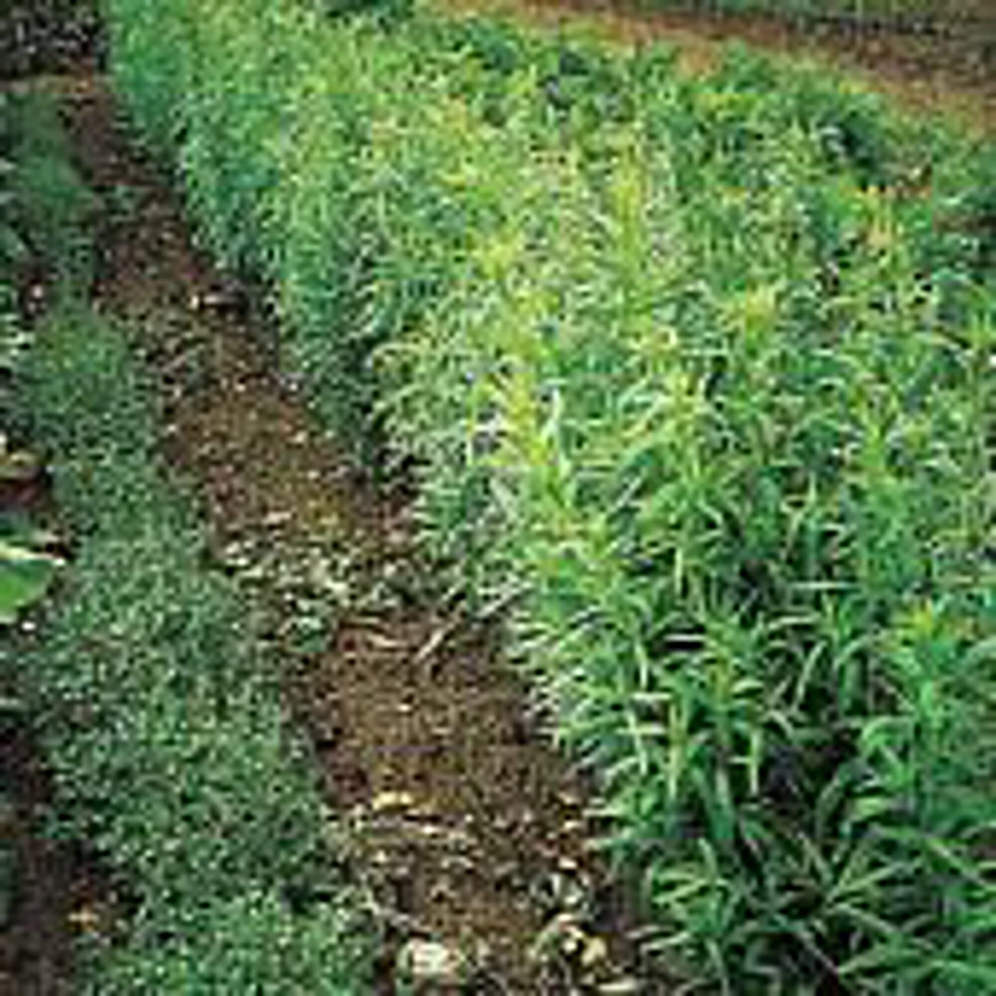 Russian Tarragon Seeds (20+ Seeds) - Non-GMO Herb Seeds for Planting | Home Garden, Greenhouse & Container Gardening | Culinary Herb for Salads, Sauces & Seasoning