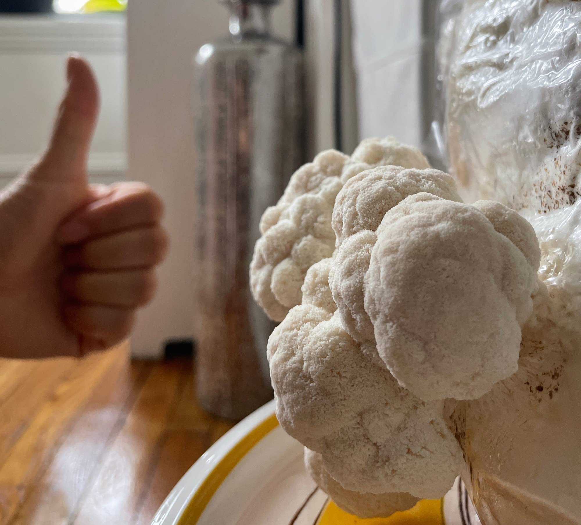 Organic Lion's Mane Mushroom Grow Kit - Premium Mushroom Man LLC Cultivation Set for Home Growing | Perfect for Indoor Gardening, Health Supplements & Gourmet Cooking