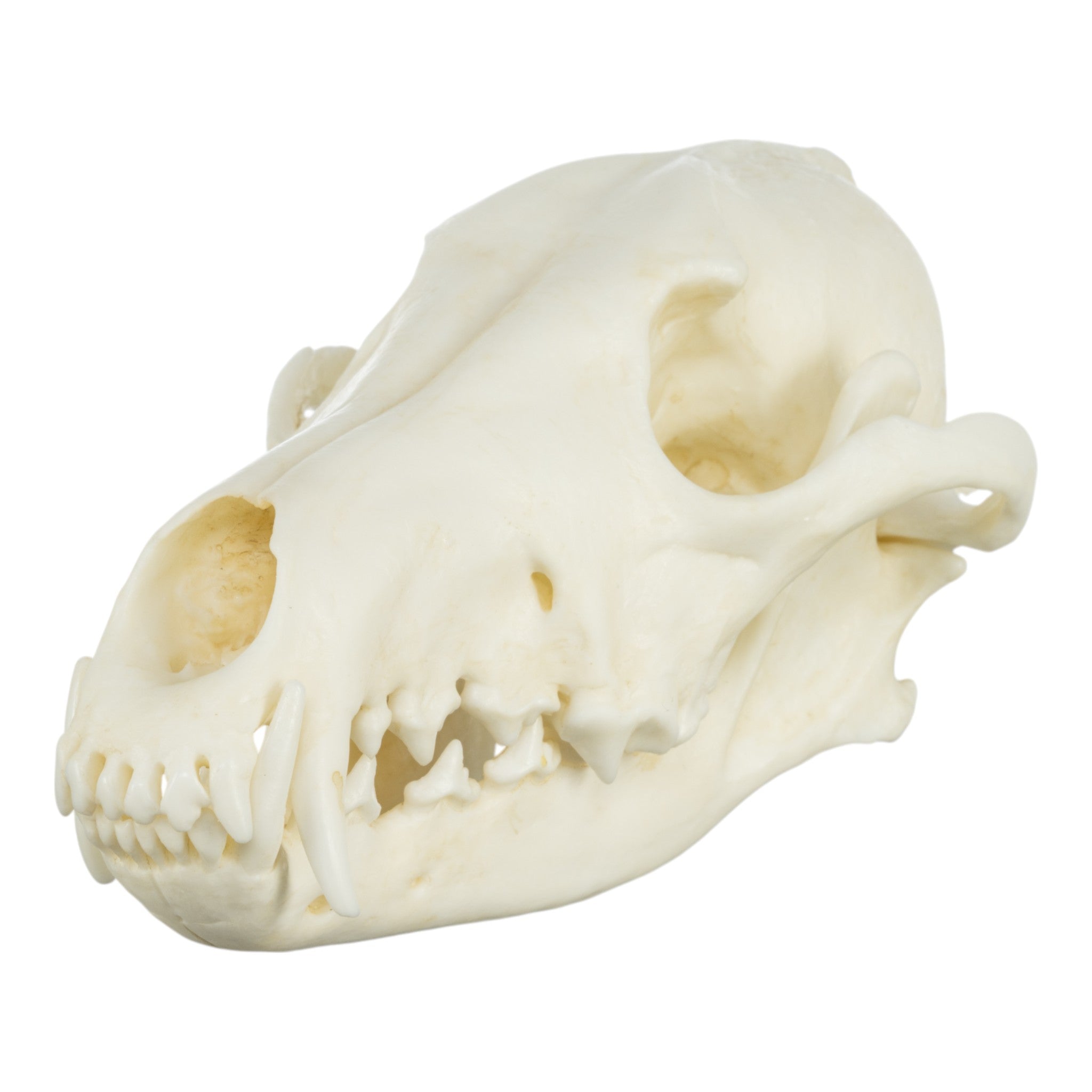 Realistic Coyote Skull Replica - High-Quality Decoration for Halloween, Home Decor, and Taxidermy Displays | Perfect for Gothic, Western, and Horror Themes