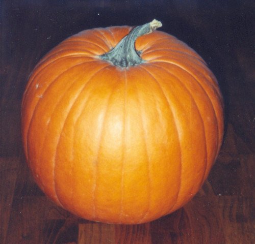 Seed Kingdom Bulk 5 Lb Pumpkin Jack-O'-Lantern Heirloom Vegetable Seeds - Perfect for Halloween Decorations, Fall Gardening & Organic Farming