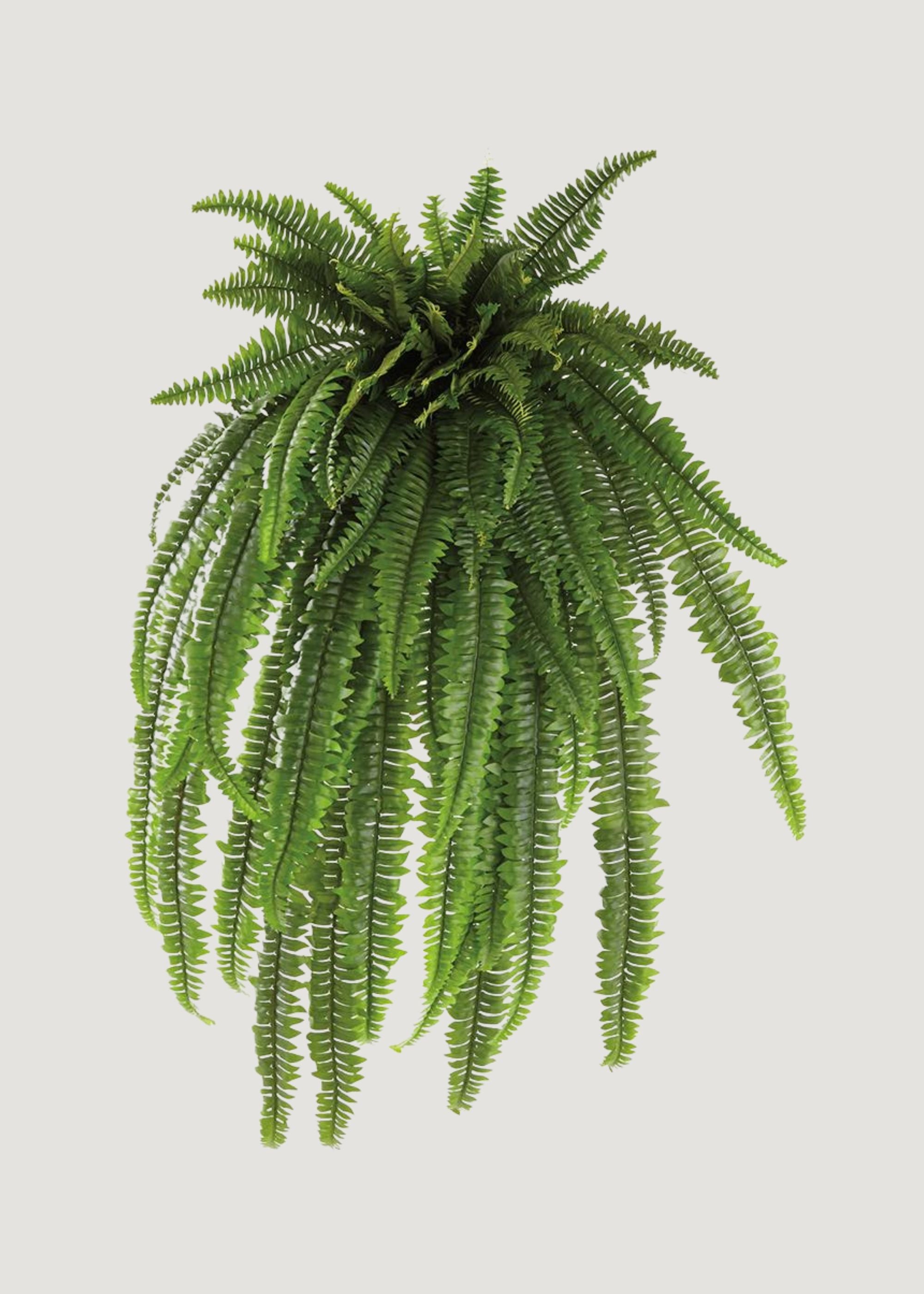 Premium Artificial Fern Plant - 52