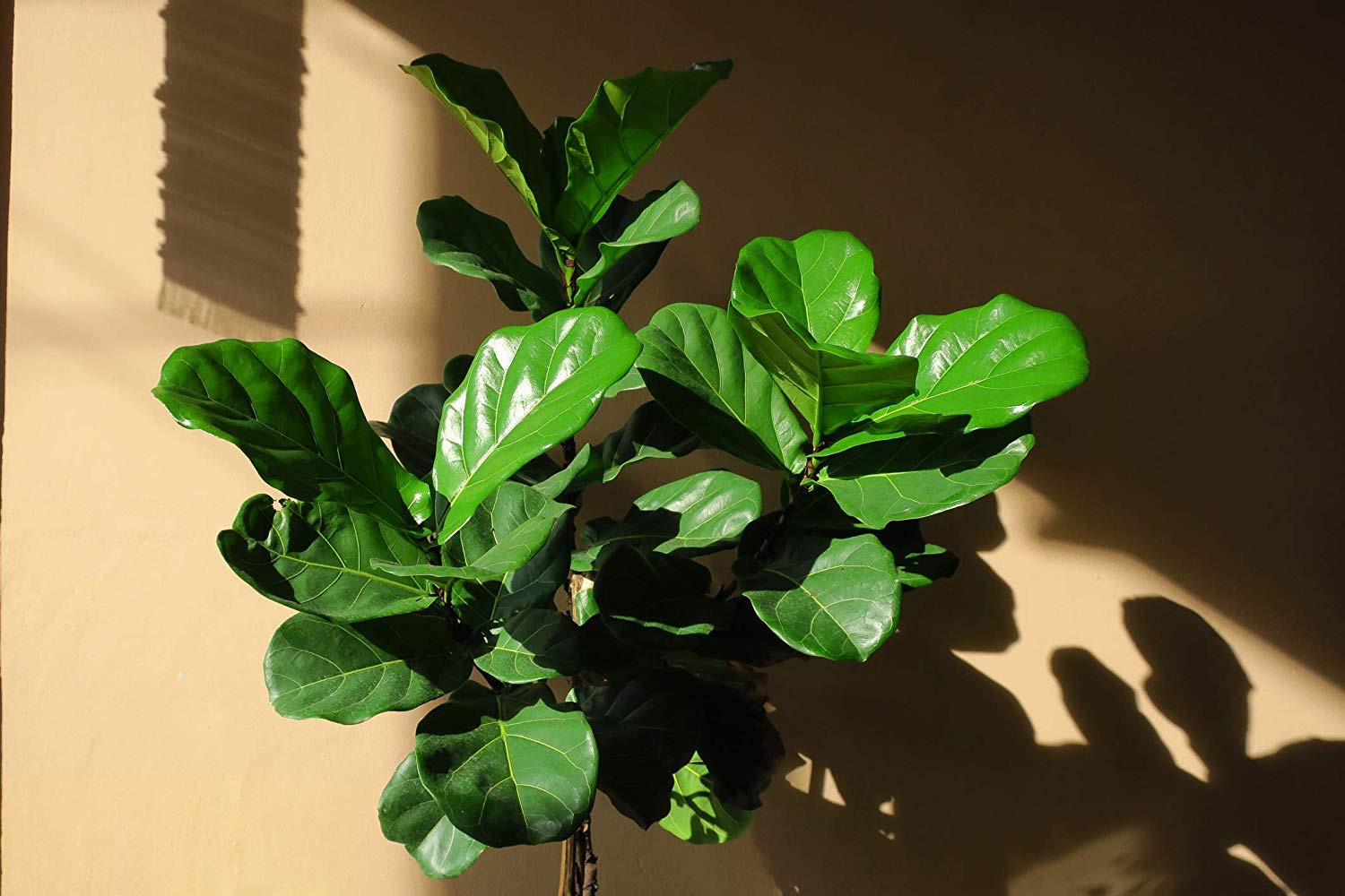 Fiddle Leaf Fig Tree Fertilizer Slow-Release Pellets - Ficus Lyrata Plant Food for Healthy Leaves & Strong Branches - Best Indoor Potted Tree Care Treatment by Aquatic Arts - Perfect for Living Room, Office & Home Decor Plants