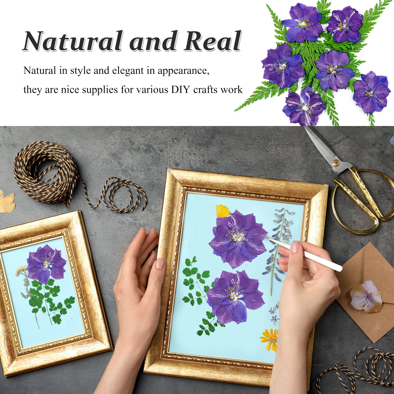 60PCS Natural Purple Pressed Dried Larkspur Flowers (Delphinium) for Resin Art, DIY Crafts, Candle Making - Perfect for Home Decor, Wedding Bouquets & Scrapbooking Projects