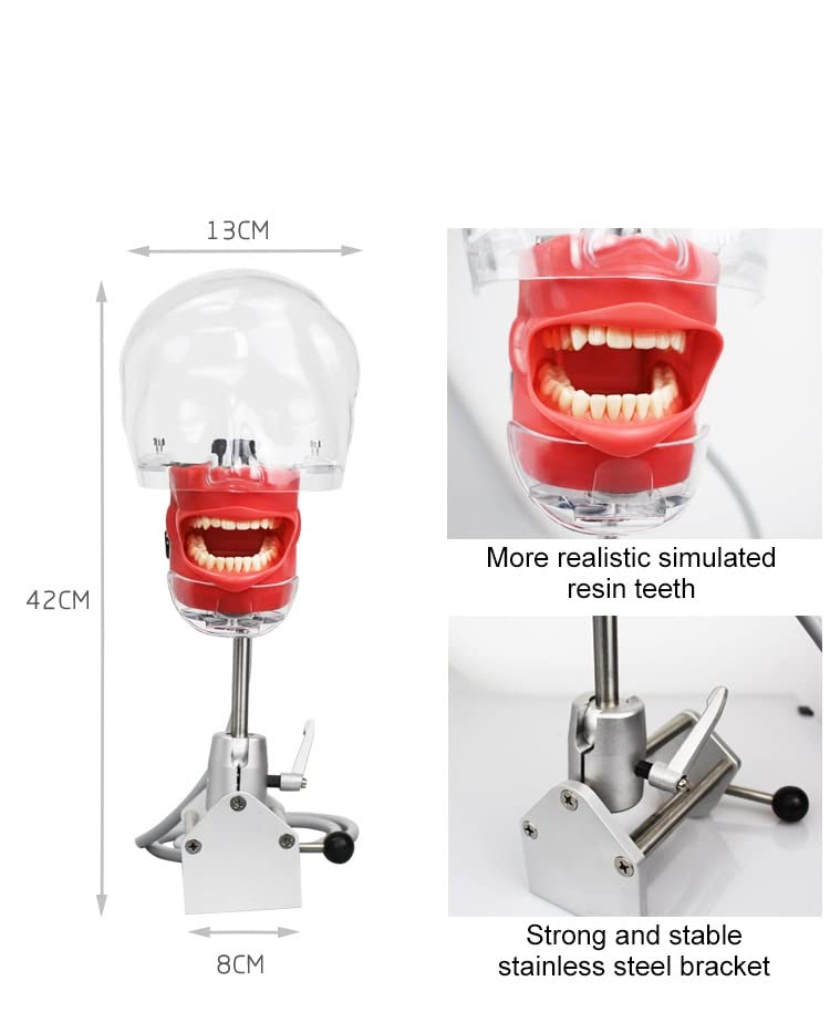 Professional Dental Simulator Head Model with Removable Teeth - Dental Training Manikin for Students & Dentists - Perfect for Dental Schools, Clinics & Home Practice (Desk-Mounted Design)