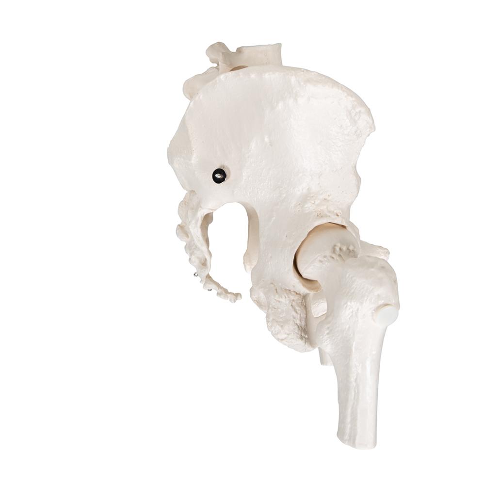 Female Pelvic Skeleton Model with Movable Femur Heads - Anatomical Study Tool for Medical Students, Doctors & Physical Therapists - Perfect for Classroom, Clinic & Patient Education