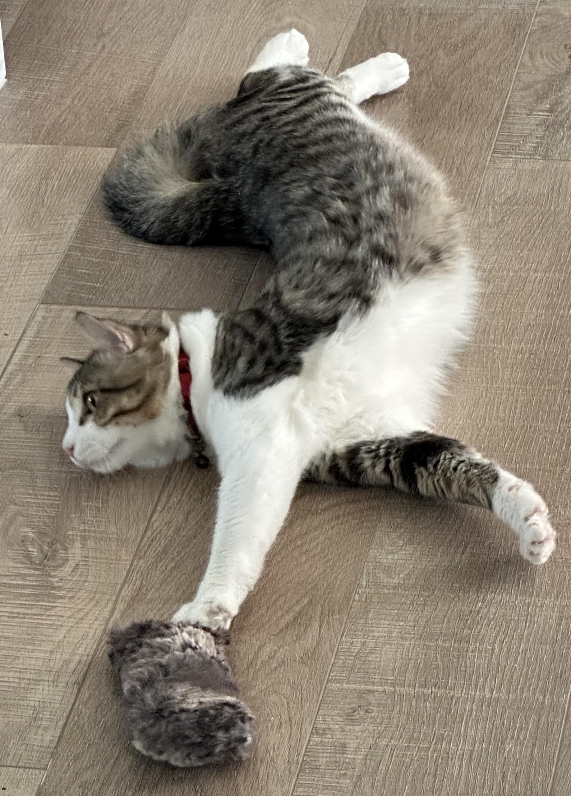 Refillable Catnip Toy for Kittens - Crinkle Furry Interactive Cat Toy for Playtime & Stress Relief - Perfect for Indoor Cats & Playful Kittens