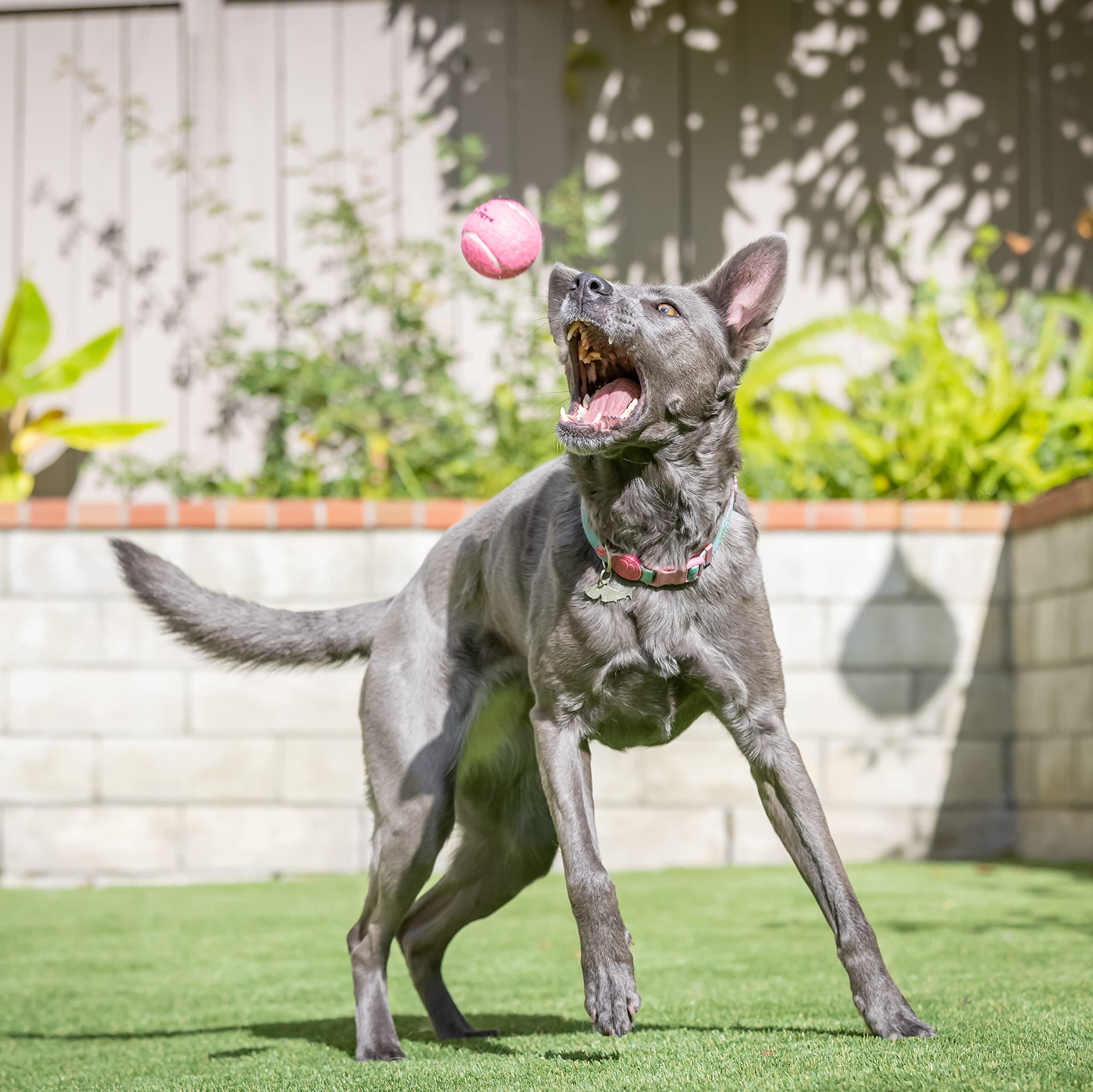 Hyper Pet Tennis Balls for Dogs - Safe, Durable 2.5