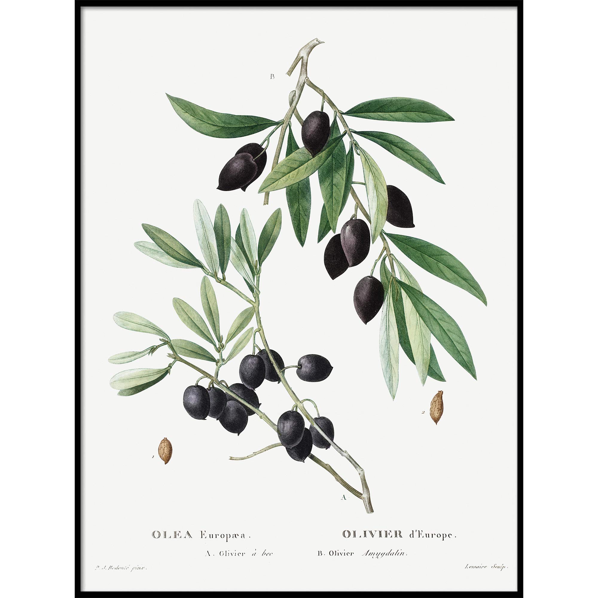 Vintage Olive Botanical Print Wall Art - 16x20 Inch Olive Branch Painting for Kitchen Decor, Dining Room & Farmhouse Style Home