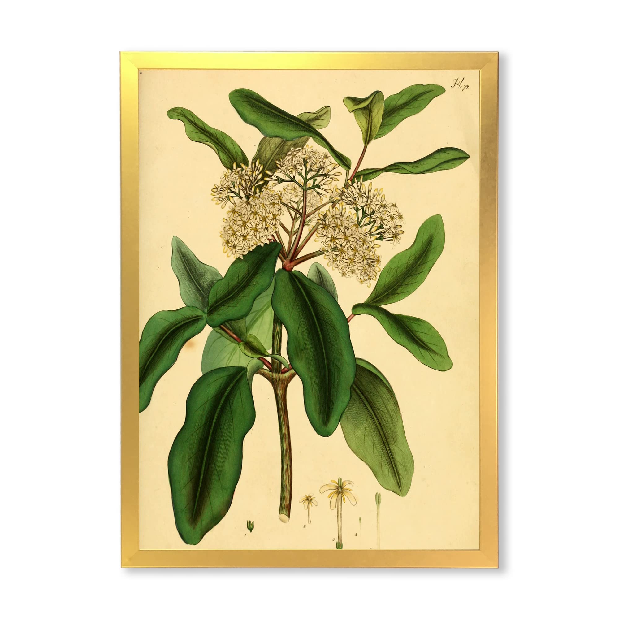 Vintage Plant Life Traditional Framed Wall Art - Botanical Home Decor for Living Room, Bedroom & Office | Ready to Hang Canvas Painting
