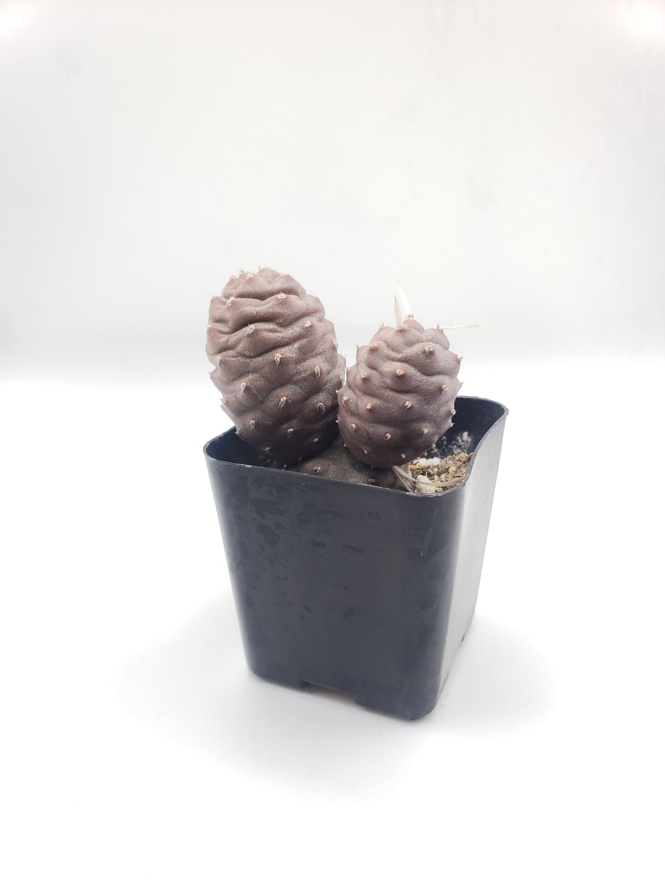 #1 Tephrocactus Articulatus Cactus - 2 Pack Live Succulent Plants for Home & Office Decor, Low Maintenance Indoor Plants for Desks, Windowsills, and Gift Ideas