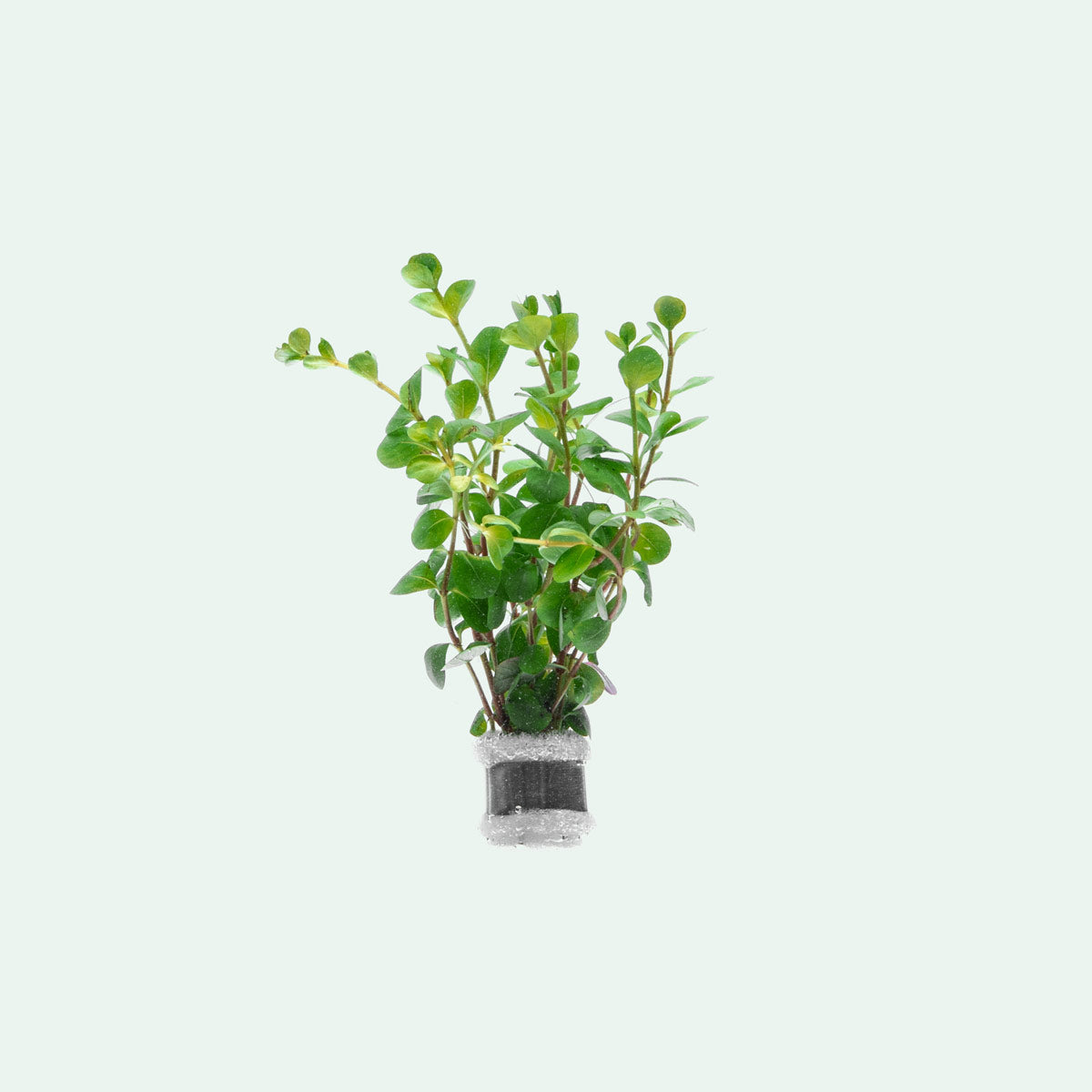 Rotala Ceylon Live Aquarium Plant - Freshwater Aquatic Stem Plant for Fish Tanks, Aquascaping & Planted Aquariums - Perfect for Shrimp Tanks, Nano Tanks & Low-Tech Setups