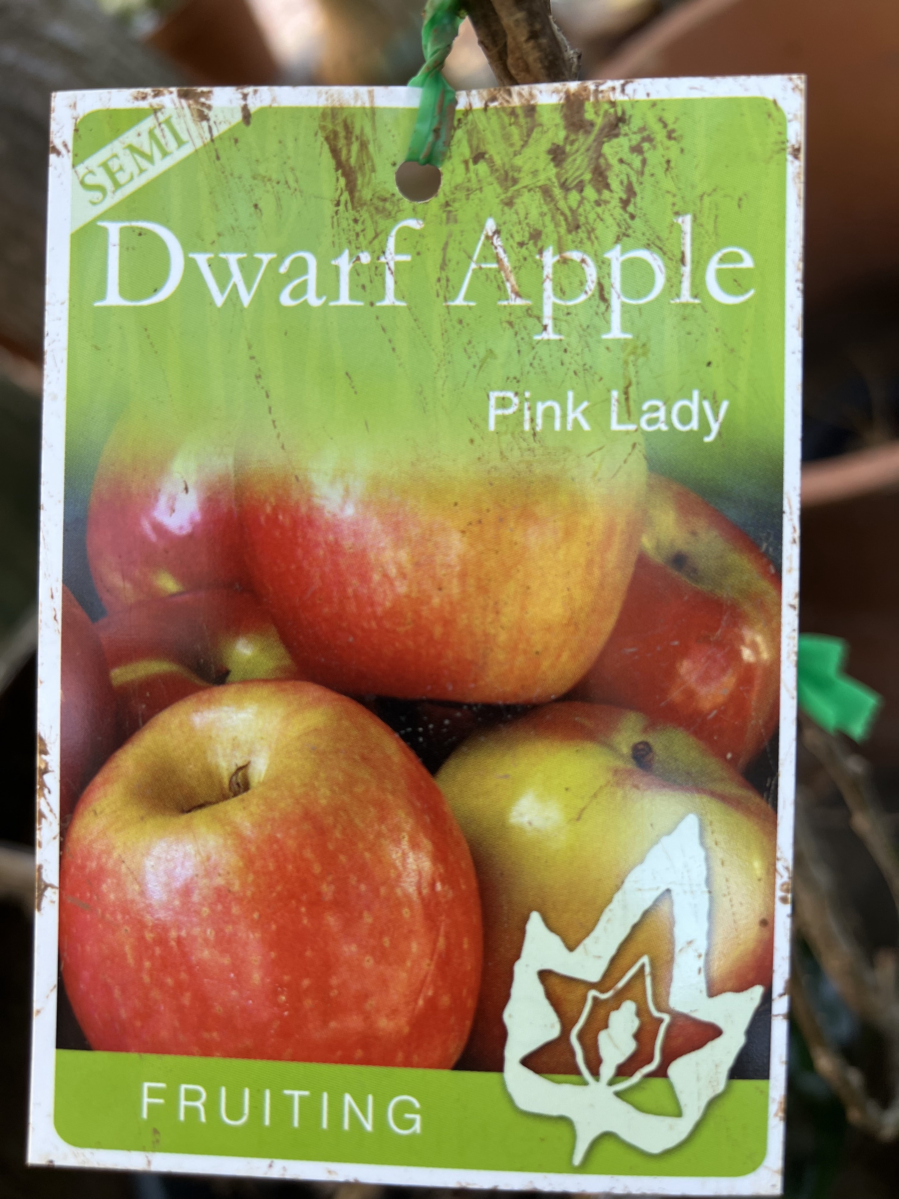 Pink Lady Semi-Dwarf Apple Tree for Sale - Fresh, Crisp & Sweet Apples for Home Gardens, Baking & Healthy Snacks