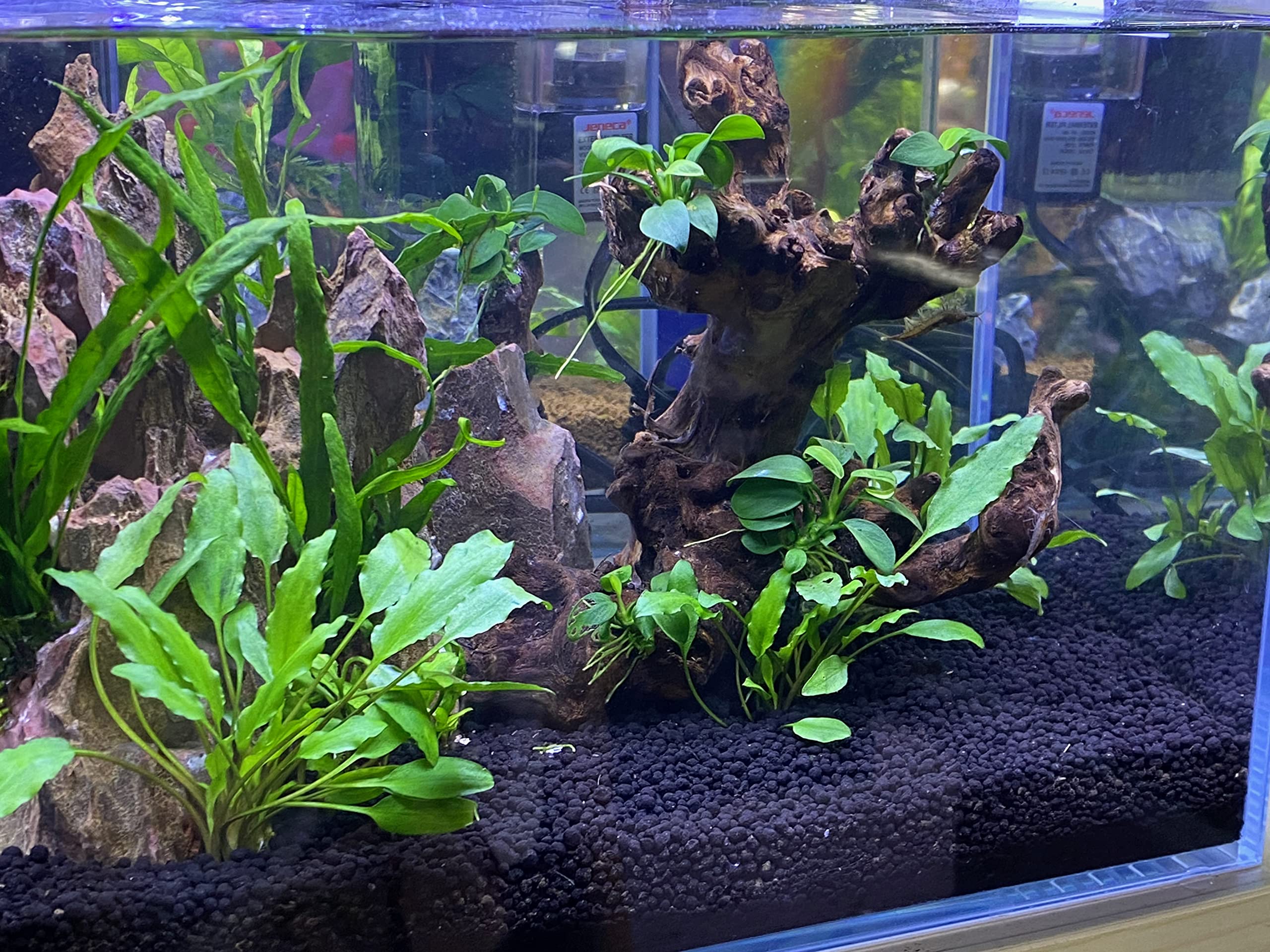 Premium Landen Aqua Soil Substrate for Planted Aquariums - Natural Clay Gravel for Freshwater Tanks, Shrimp & Plant Stratum, Stable Porous Black Substrate (40lbs) - Ideal for Aquascaping, Live Plants & Shrimp Breeding Tanks