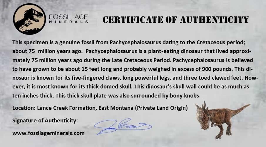 Authentic Pachycephalosaurus Fossil Skull with Knobs - Lance Creek Formation Cretaceous Dinosaur Fossil from Wyoming - Includes COA - Perfect for Paleontology Enthusiasts, Museum Displays & Dinosaur Fossil Collections