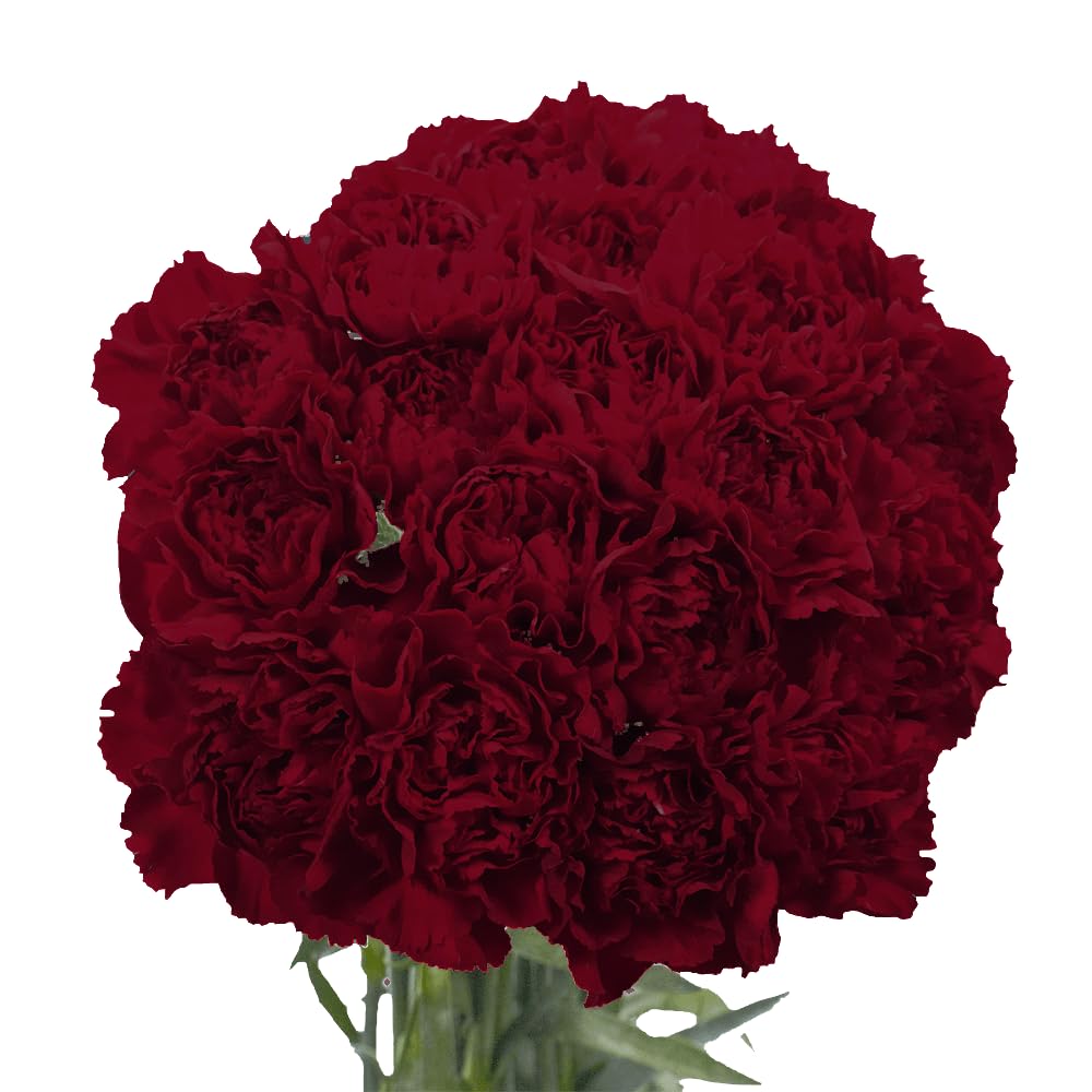 300 Fresh Burgundy Carnations Bouquet - Wedding, Birthday, Anniversary Flowers | Bridal Shower & Home Decor Gift | Same Day Flower Delivery for Special Occasions