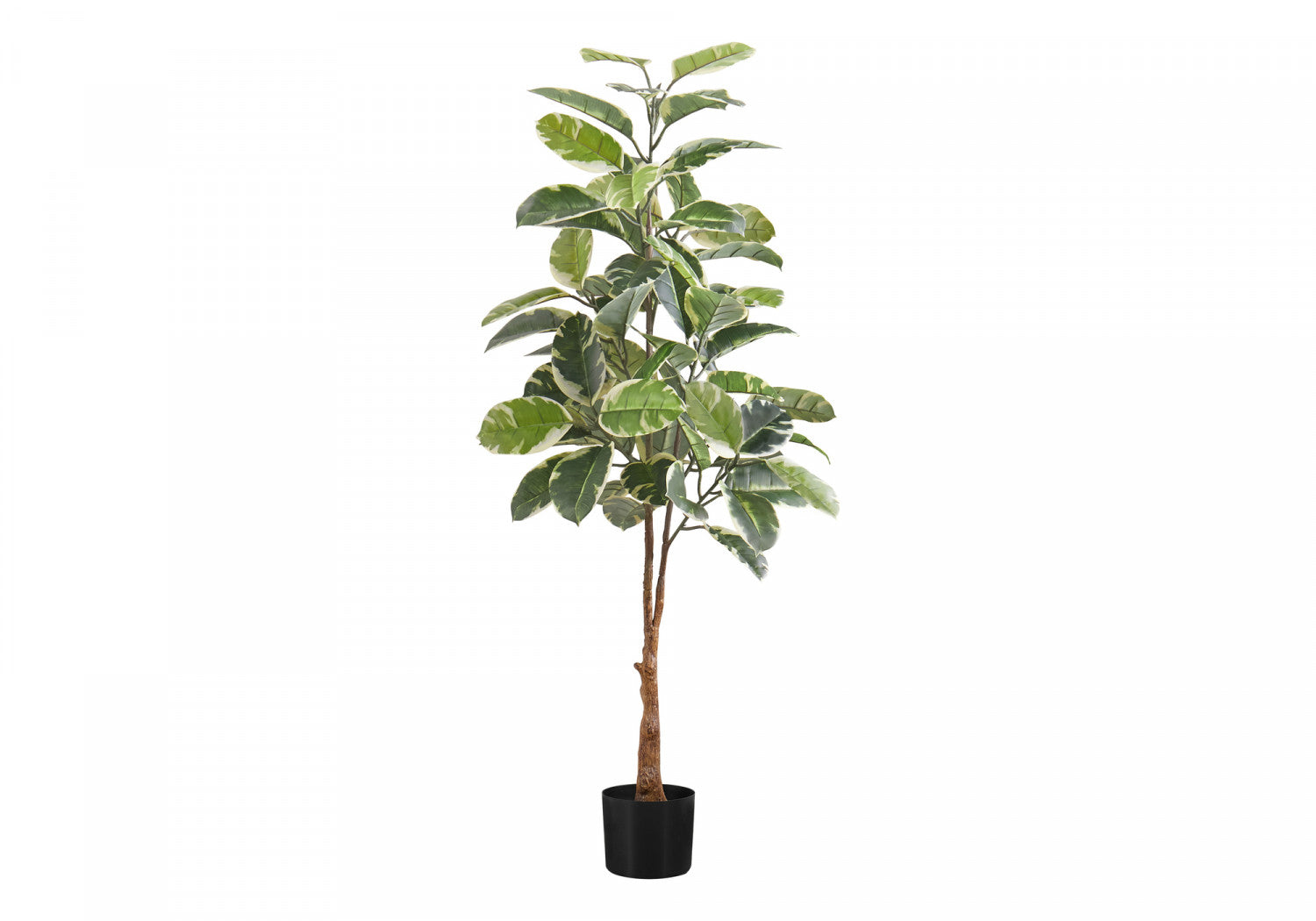 52 Rubber Tree Plants with 5 Black Pots - Indoor Houseplants for Home Decor, Office, Living Room & Bedroom - Green and White Color Options