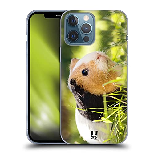 Guinea Pig Pet