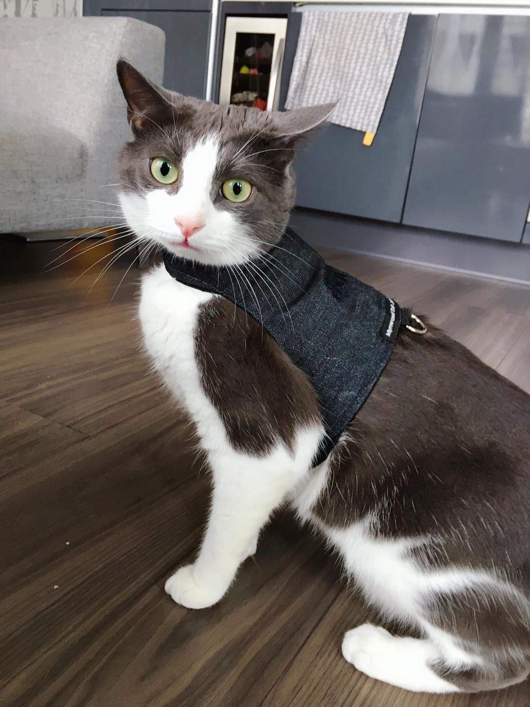 Premium Black Denim Cat Jacket & Harness for Adult Cats - Escape-Proof Walking Vest for Outdoor Adventures and Vet Visits