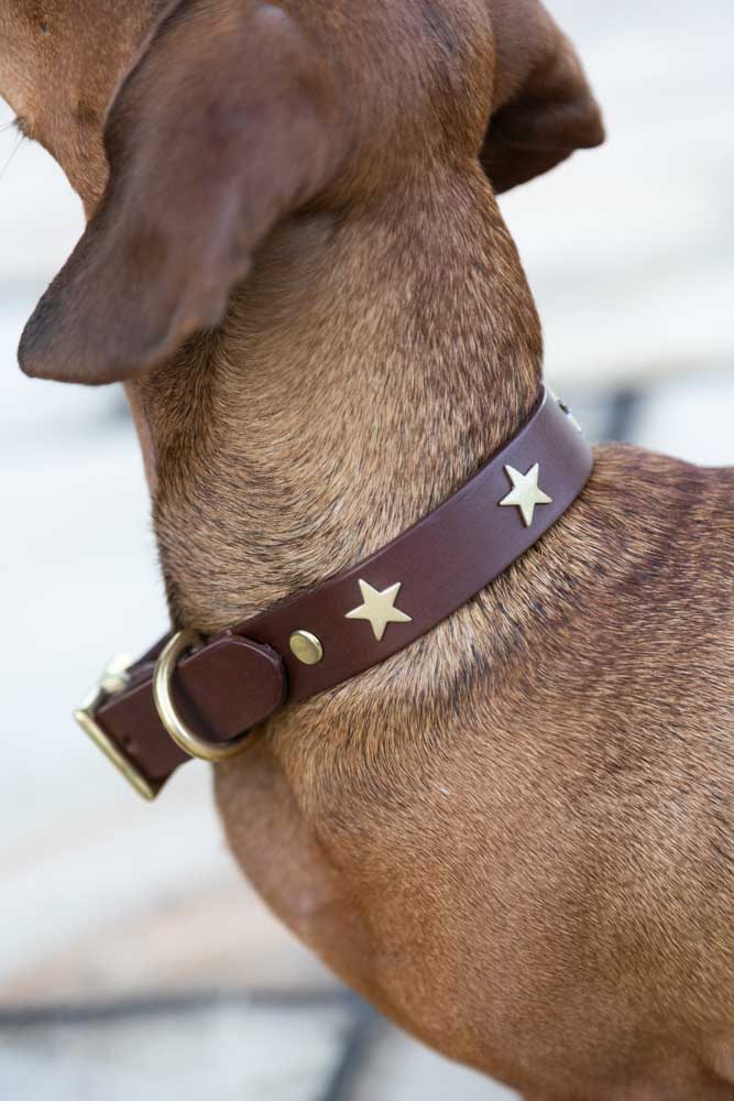 Premium Brown Leather Dog Collar with Star Decor - Adjustable Sizes (XS to XL) for Small, Medium & Large Dogs - Perfect for Daily Walks, Training & Fashion Accessories