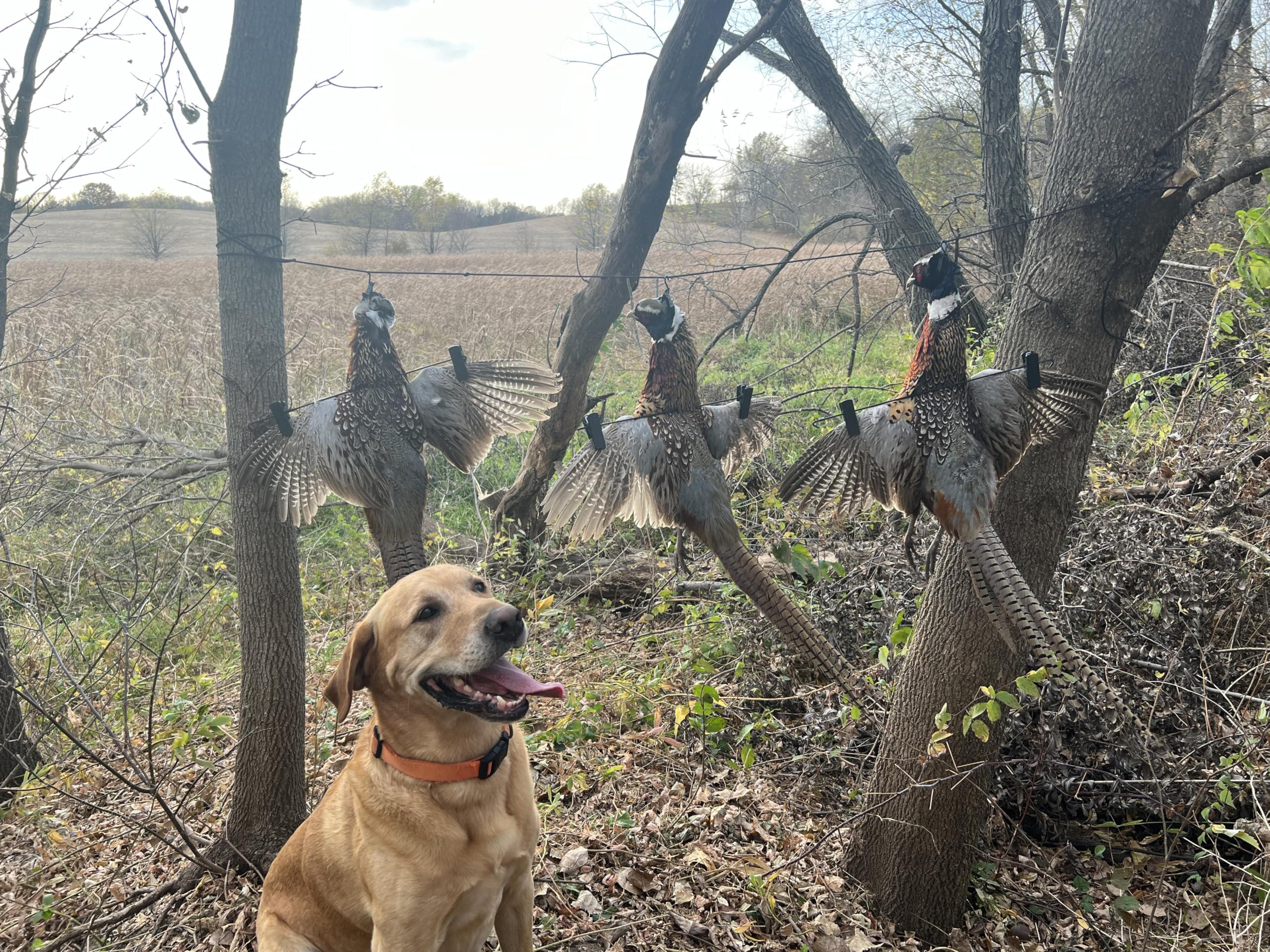 6 Pack Wing Spreader for Hunting - Fits in Vest or Pants - Perfect for Ducks, Pheasant, Grouse, Turkey & Goose Hunting - Great for Bird Taxidermy & Display Scenes