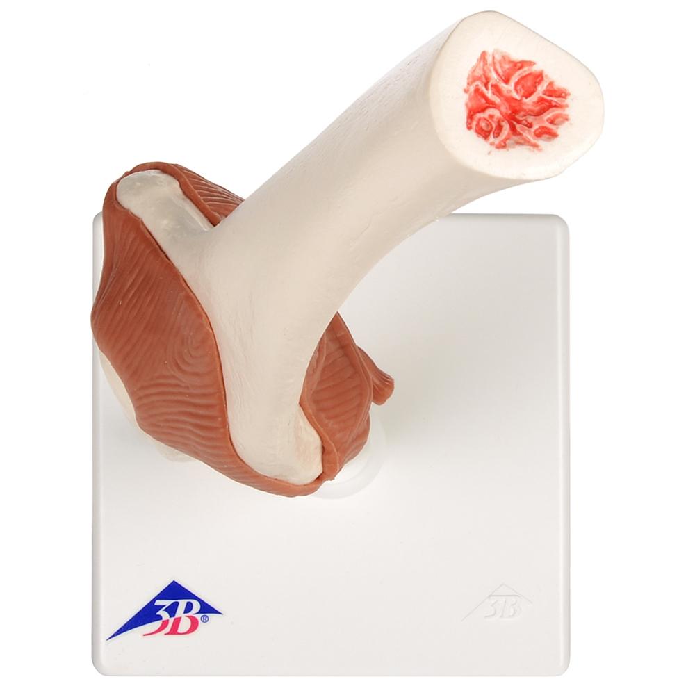 Functional Elbow Joint Model - Anatomical Medical Demonstration Tool for Students & Professionals | Ideal for Classroom, Lab & Physical Therapy Training