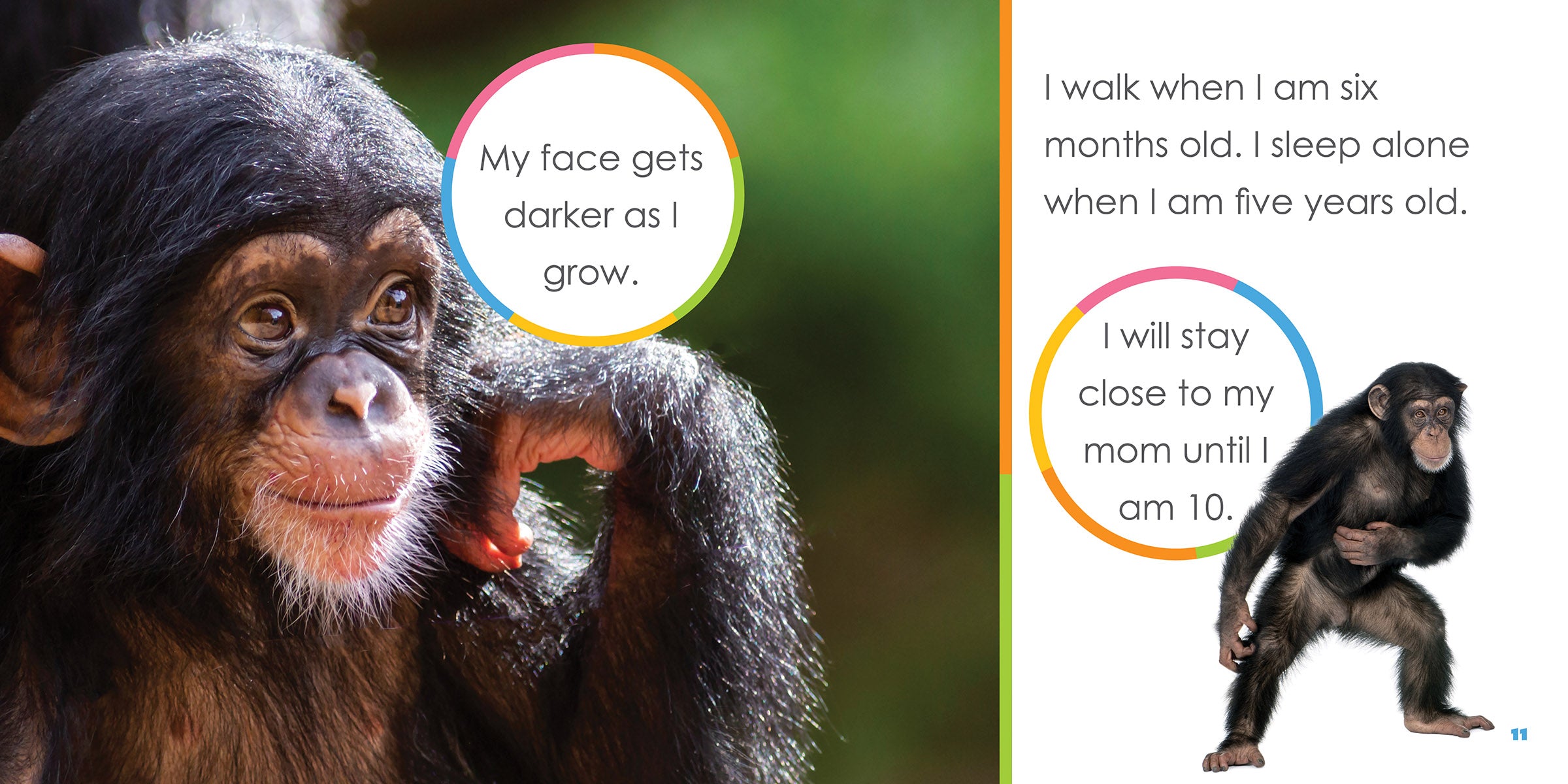 Adorable Baby Chimpanzees Plush Toys - Soft & Cuddly Stuffed Animals for Kids | Perfect for Nursery Decor, Birthday Gifts & Animal Lovers