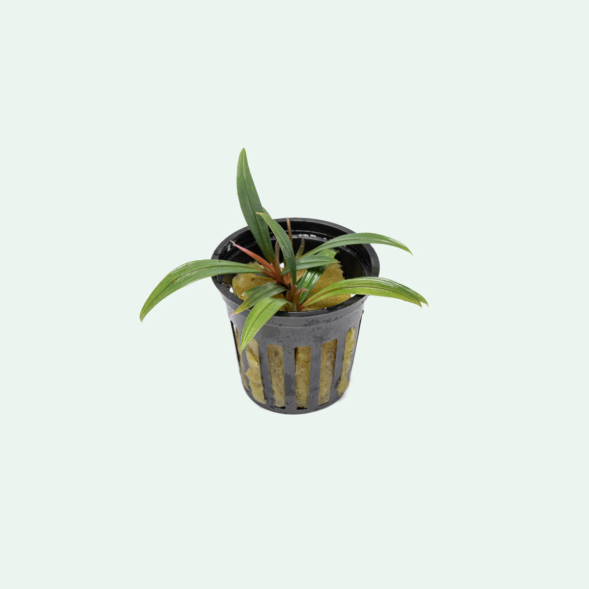Bucephalandra Goliath Aquatic Plant - Live Aquarium Plants for Fish Tank Decoration | Perfect for Freshwater Aquascaping & Shrimp Tanks