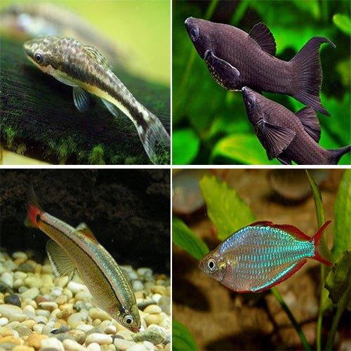 Bundle of 5 Freshwater Fish - Otocinclus, Molly, Minnow & Rainbowfish for Aquarium & Fish Tank | Perfect for Community Tanks & Beginner Aquarists