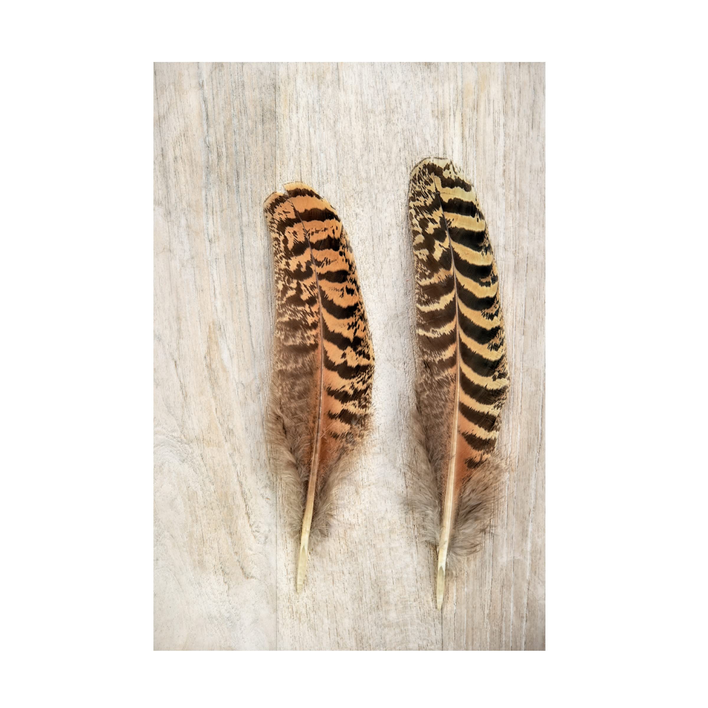 Trademark Fine Art 'Pheasant Feathers' Canvas Wall Art by Cora Niele - Hand-Painted Nature Home Decor for Living Room, Bedroom & Office
