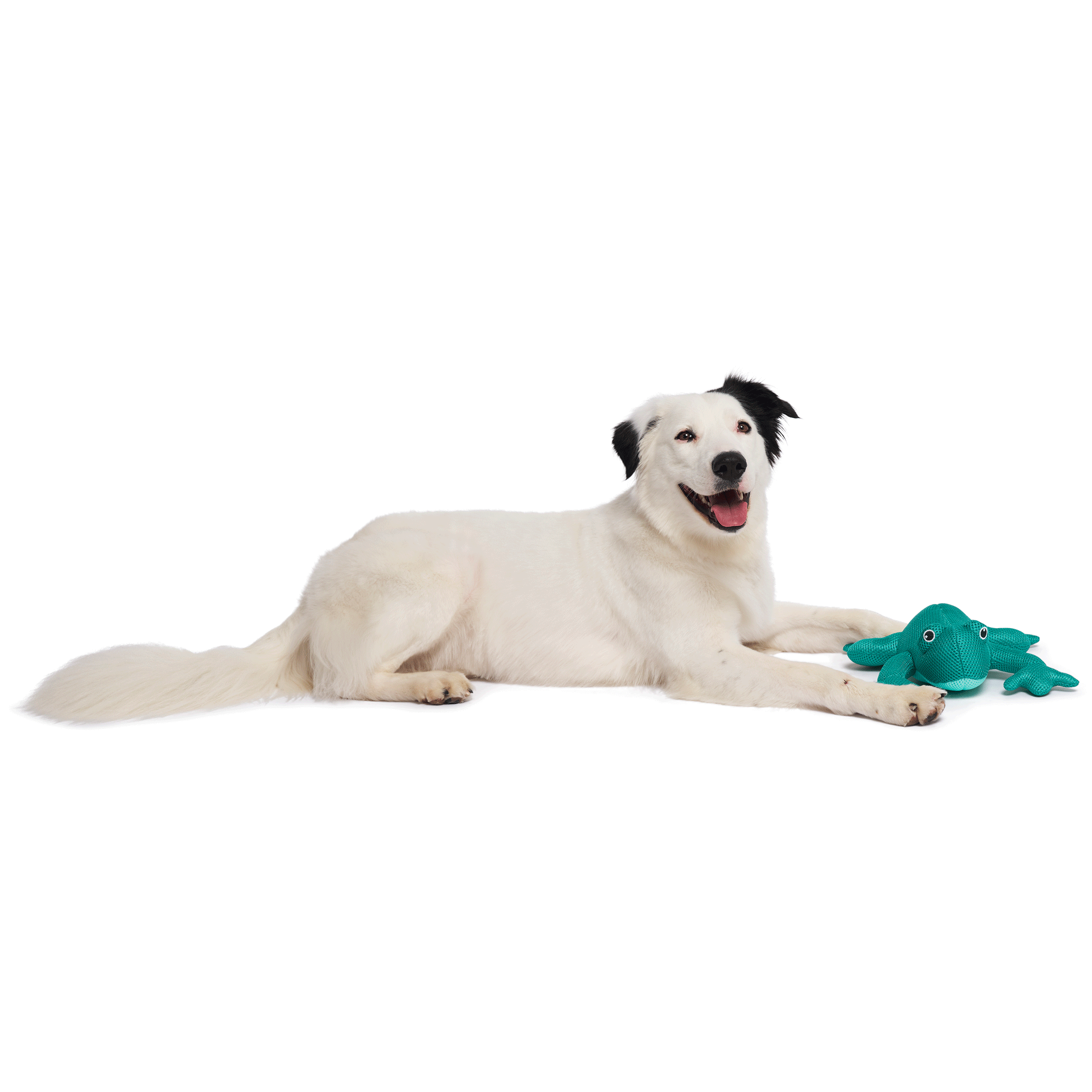 Canada Pooch Chill Seeker Cooling Toy Frog for Dogs - Fun Chew & Fetch Water Play Toy for Hot Summer Days, Pool, Beach & Outdoor Adventures