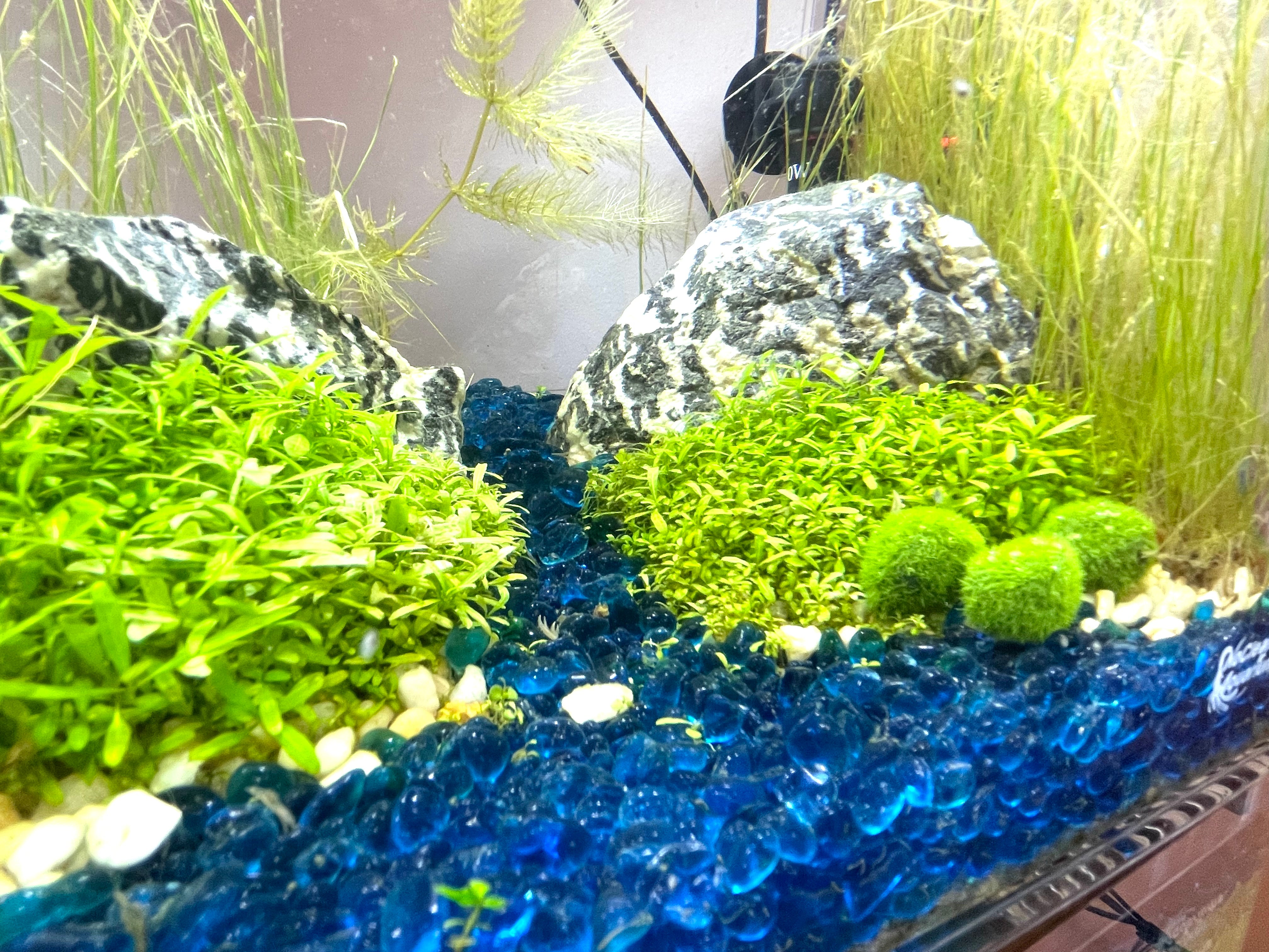 3 Pack Artificial Marimo Moss Balls - Weighted Aquarium Plants for Fish Tank Decor | Perfect for Betta Fish Tanks, Shrimp Habitats & Aquascaping Designs