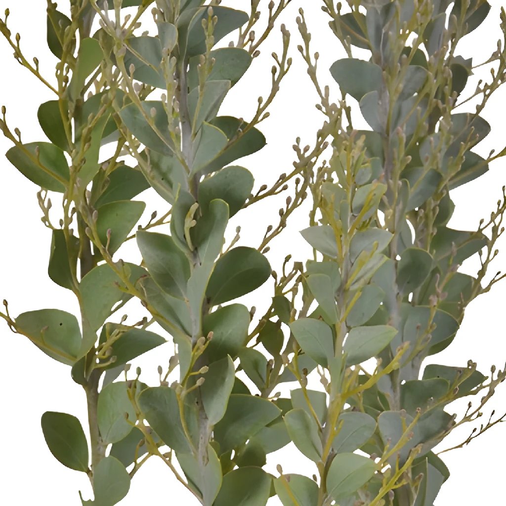 Autumn Acacia Greenery - Premium Faux Fall Leaves for Home Decor, Wedding Centerpieces & Seasonal Displays | Perfect for Tablescapes, Wreaths & DIY Crafts