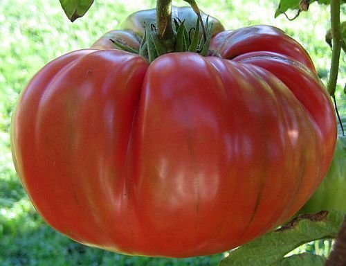 30 Red Seeds Brandywine Tomato Heirloom Non-GMO Organic for Home Garden Planting - Perfect for Fresh Salads, Sauces, and Canning