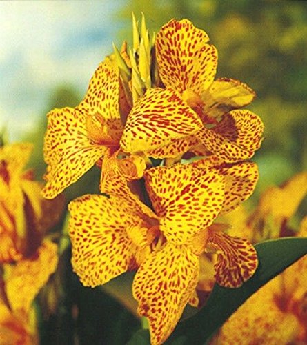 Premium Canna Stras Mix Bulbs (2 Pack) - Fast Growing Rhizomes with 2-3 Eyes - Heat & Humidity Resistant Plants for Tropical Gardens, Poolside Landscaping & Vibrant Outdoor Decor