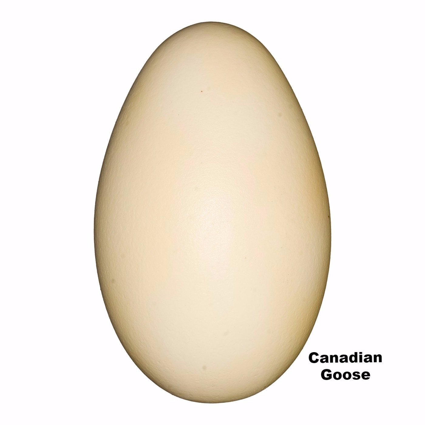 Authentic Replica Canadian Goose Egg (72mm) - Realistic Decoy for Hunting, Collecting & Home Decor | Perfect for Bird Enthusiasts & Outdoor Decorations