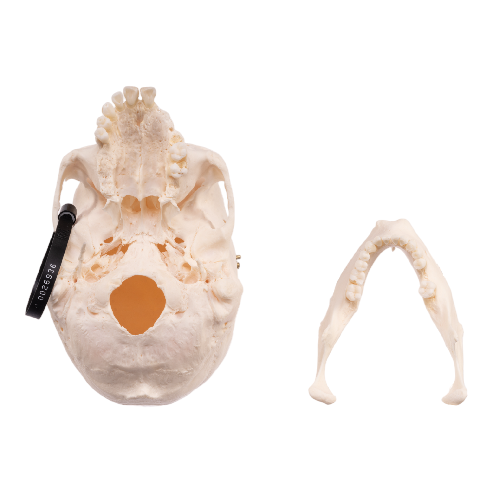 Premium Anatomical Human Skull Model - Accurate Medical & Educational Tool for Students, Doctors & Researchers | Perfect for Anatomy Study, Classroom Teaching & Medical Training