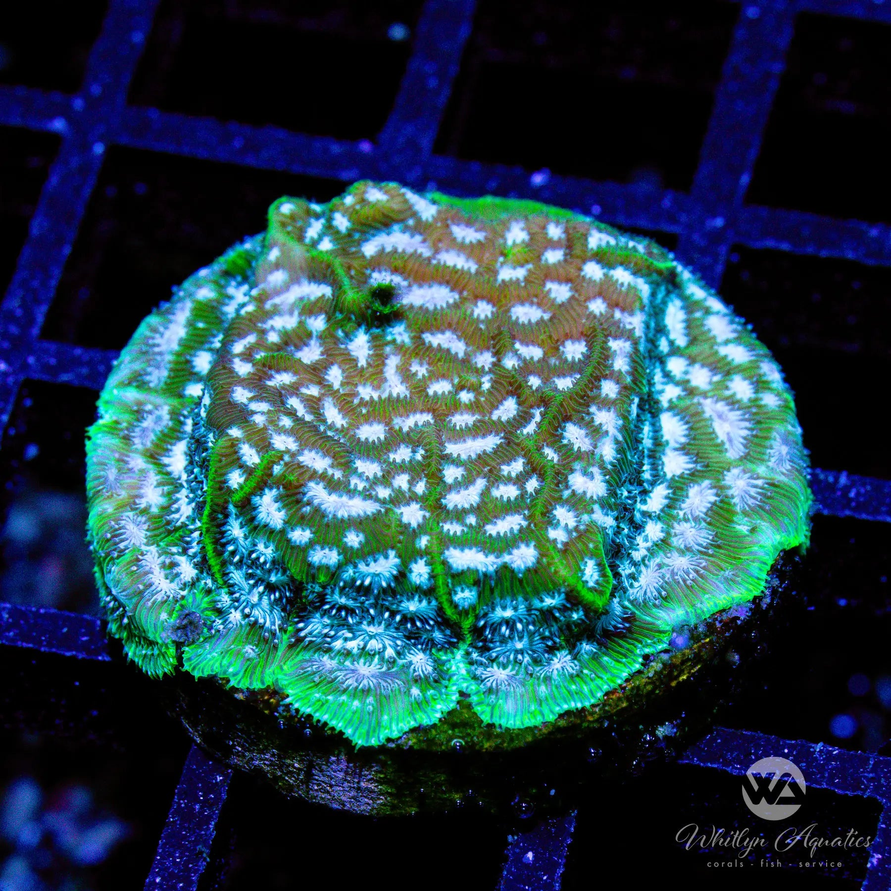 Mr. Freeze Lepto J1 - Premium WYSIWYG Coral for Saltwater Aquariums | Perfect for Reef Tanks & Marine Displays
