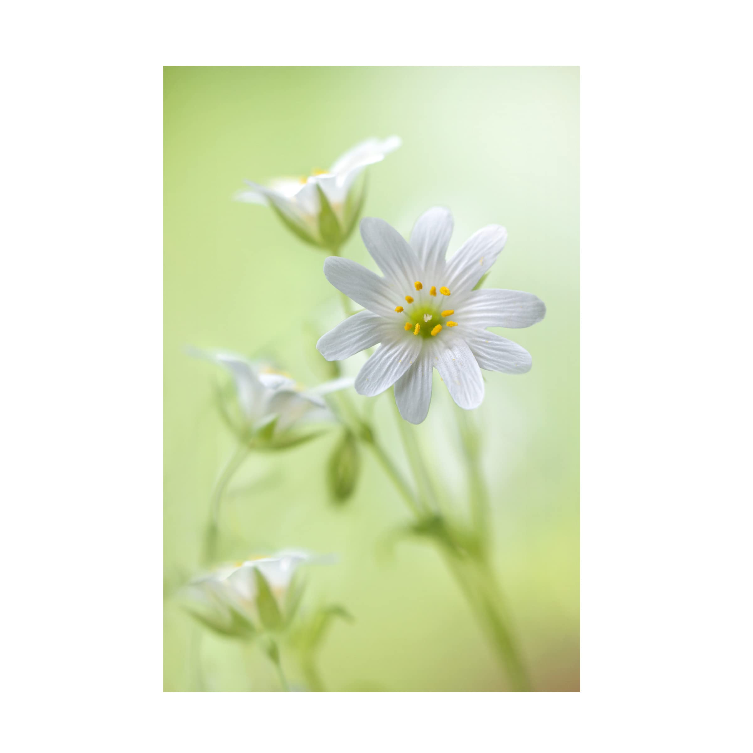 Trademark Fine Art 'Spring Sparkle' Canvas Wall Art by Mandy Disher - Vibrant Floral Painting for Living Room, Bedroom & Office Decor