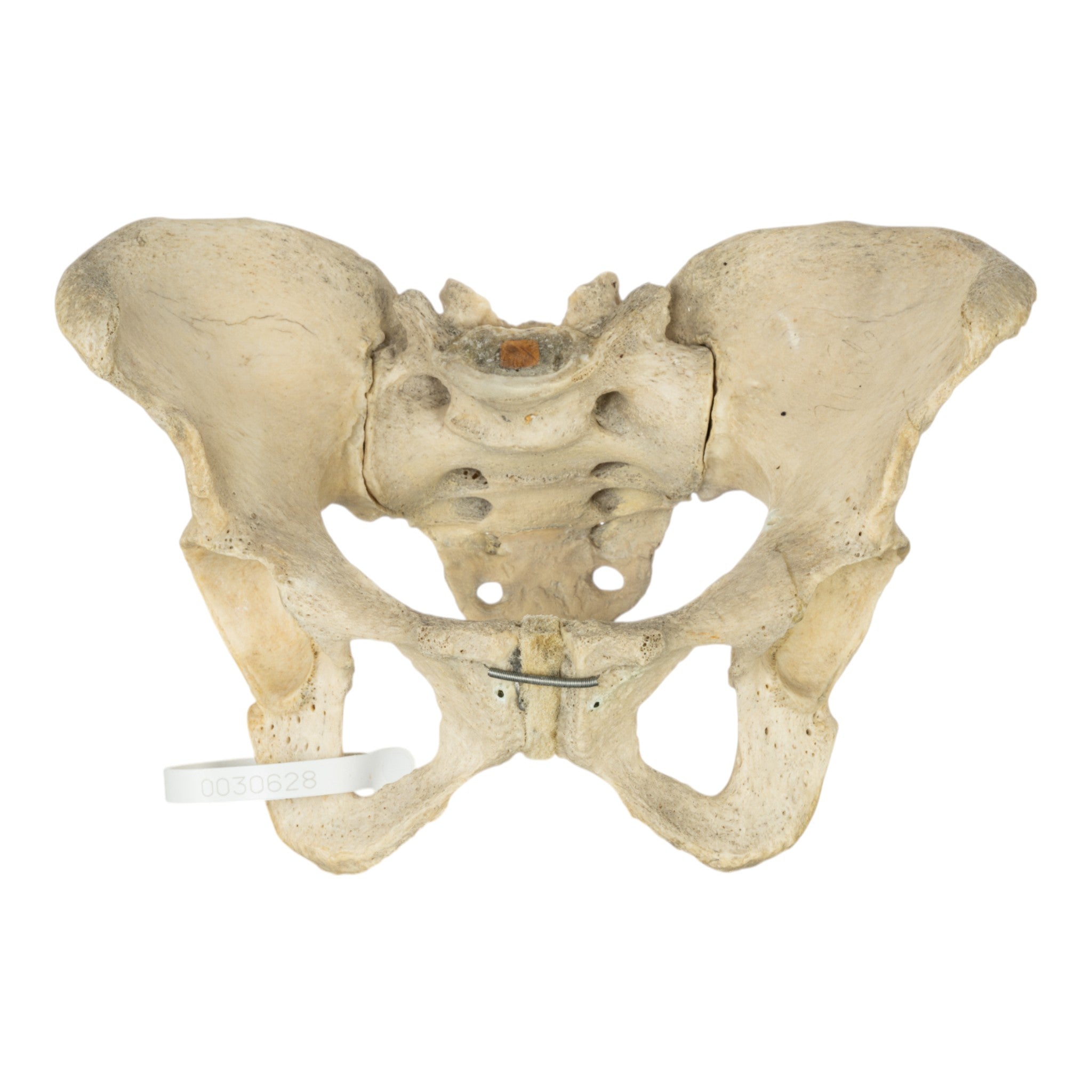 Real Human Pelvis and Sacrum Articulated - Anatomical Model for Medical Education, Study, and Display