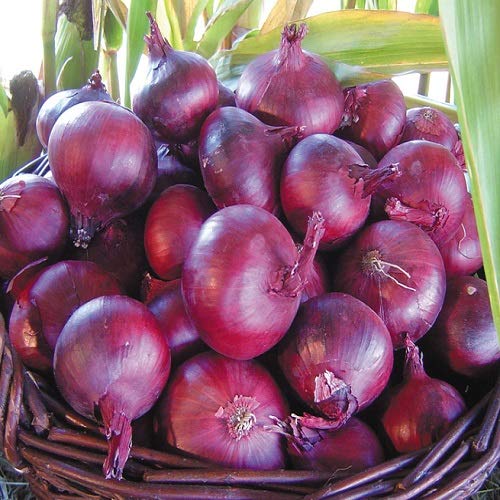 Organic Red Burgundy Onion Seeds - 200+ Non-GMO Heirloom Sweet Onion Seeds for Planting, Perfect for Salads, Soups & Cooking - Grow Your Own Fresh Onions at Home or Garden