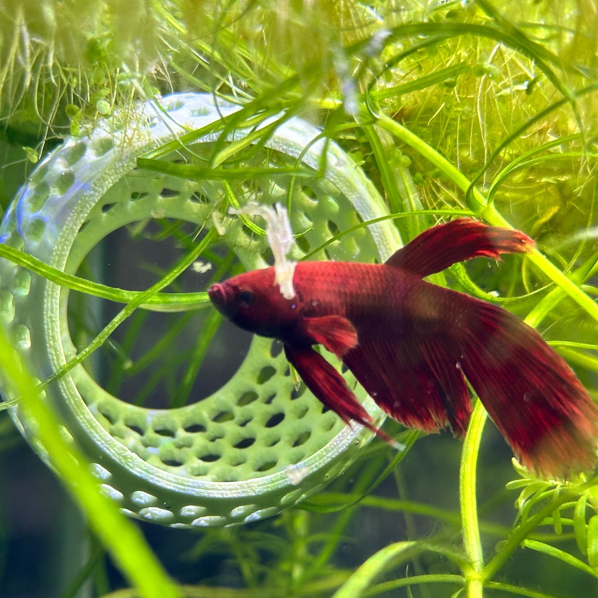 CTWPets Betta Bulb Hide - Aquarium Cave Decor with Suction Cup for Small Fish Tanks | Betta Fish Resting Spot, Shrimp Hideout & Aquatic Habitat | Perfect for Betta Tanks, Nano Aquariums & Aquatic Decor (Bubblegum Pink)
