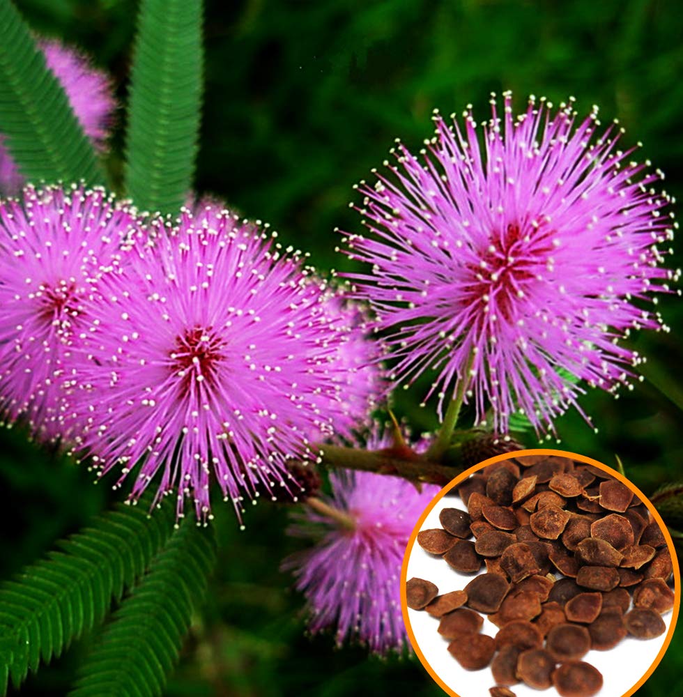 **Non-GMO Sensitive Plant Seeds (Mimosa Pudica) - Dwarf Touch-Me-Not Shameplant for Home Gardening, Indoor/Outdoor Planting, Kids Science Projects & Unique Gift Ideas**